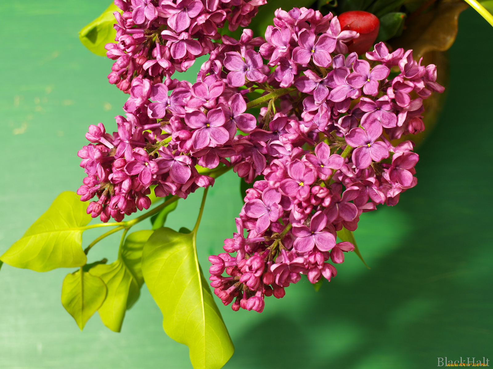 цветы, сирень