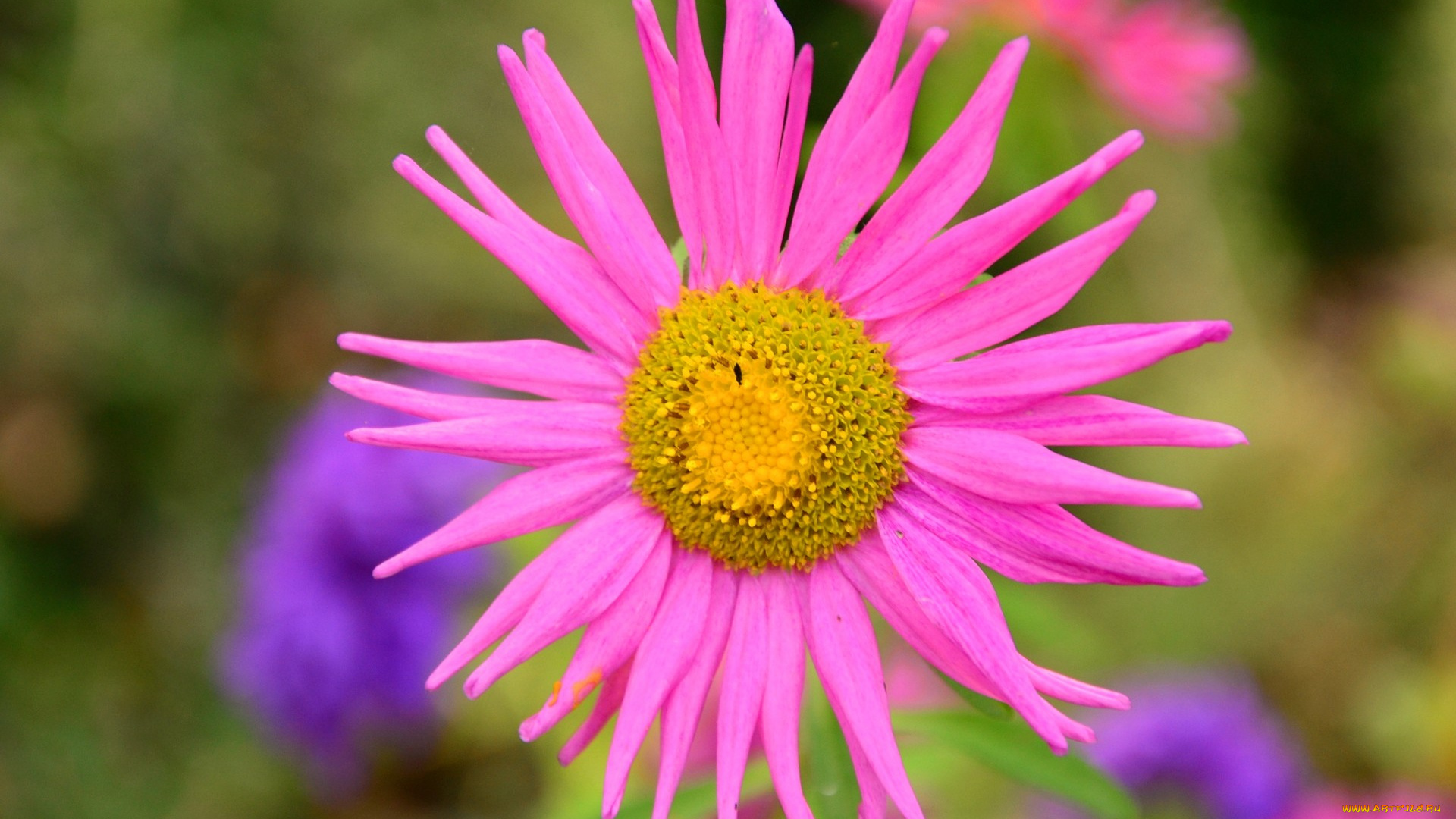 цветы, астры, розовый
