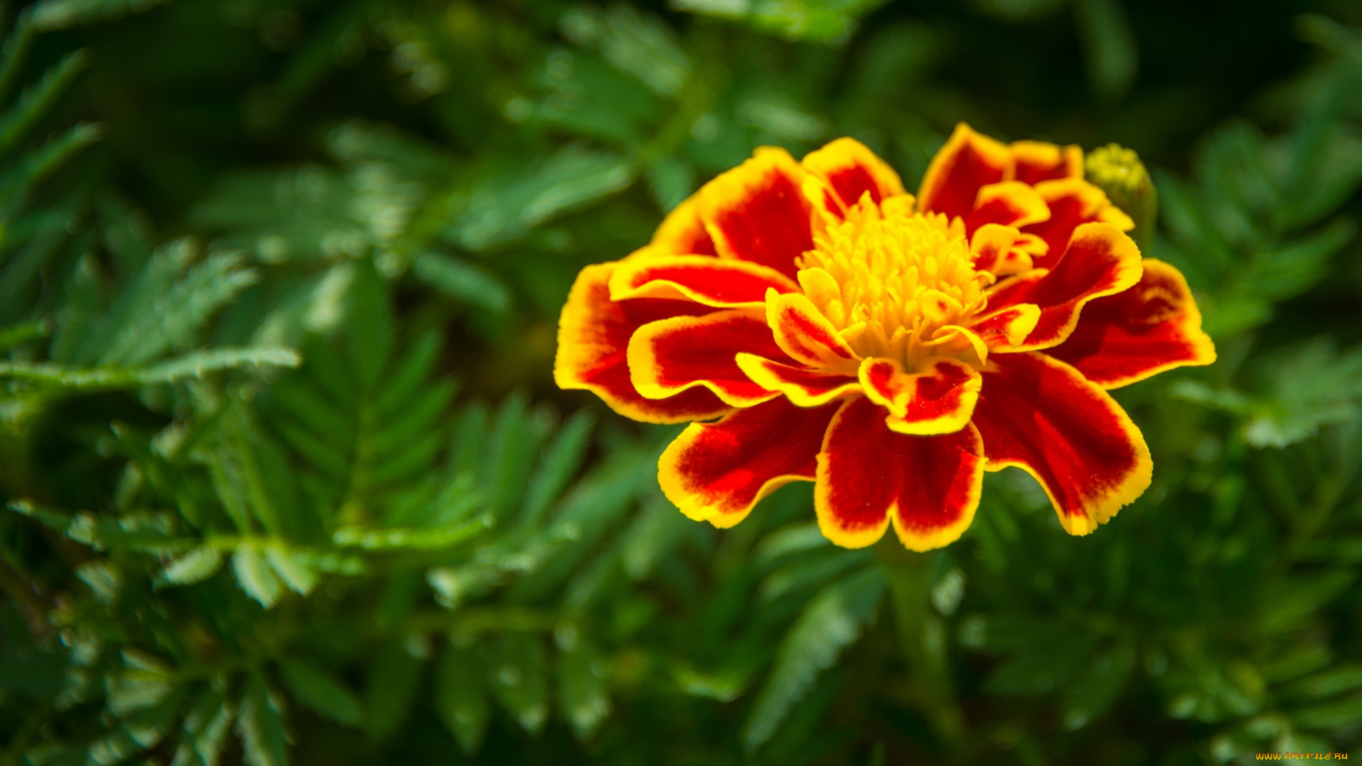 цветы, бархатцы, пестрый