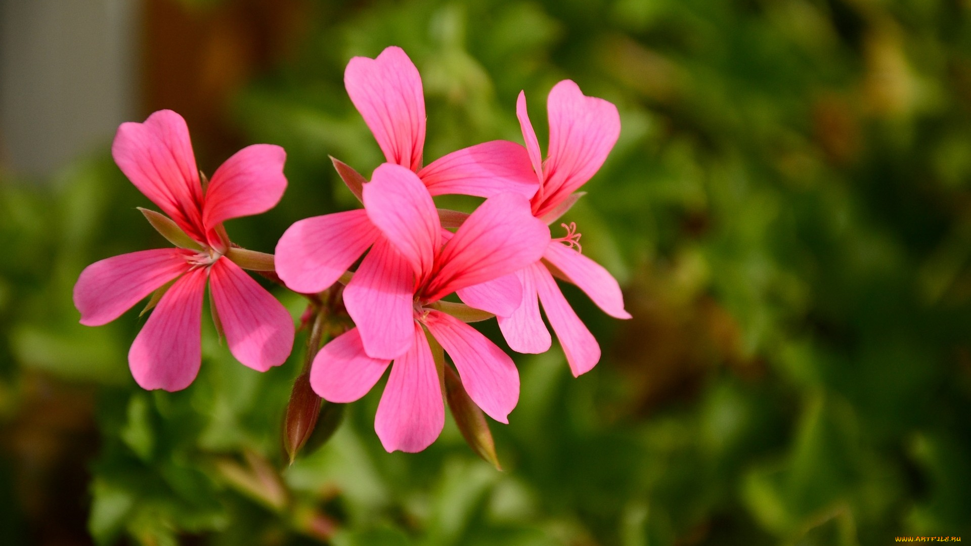 цветы, герань, розовый