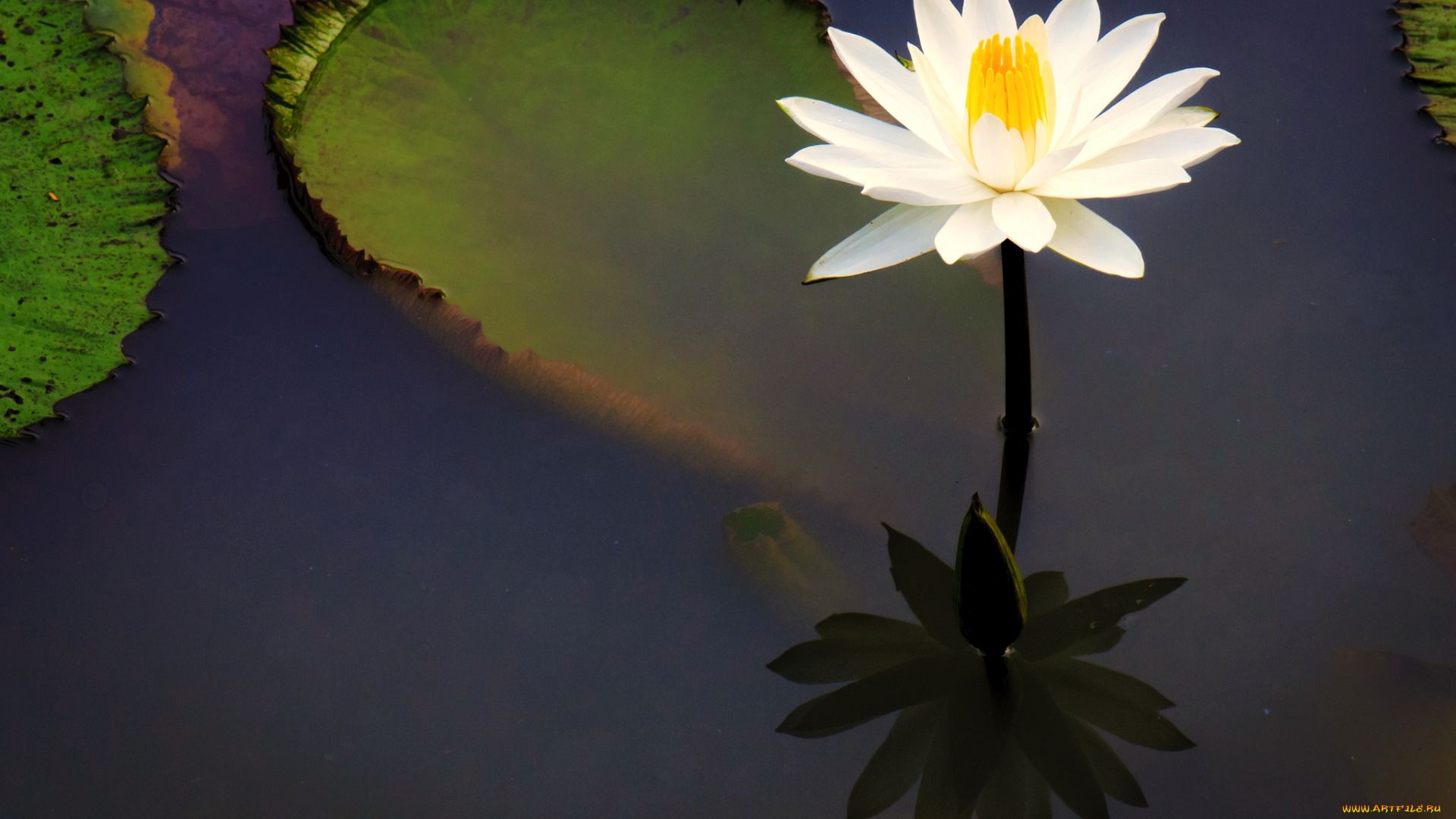 цветы, лилии, водяные, нимфеи, кувшинки, вода, отражение