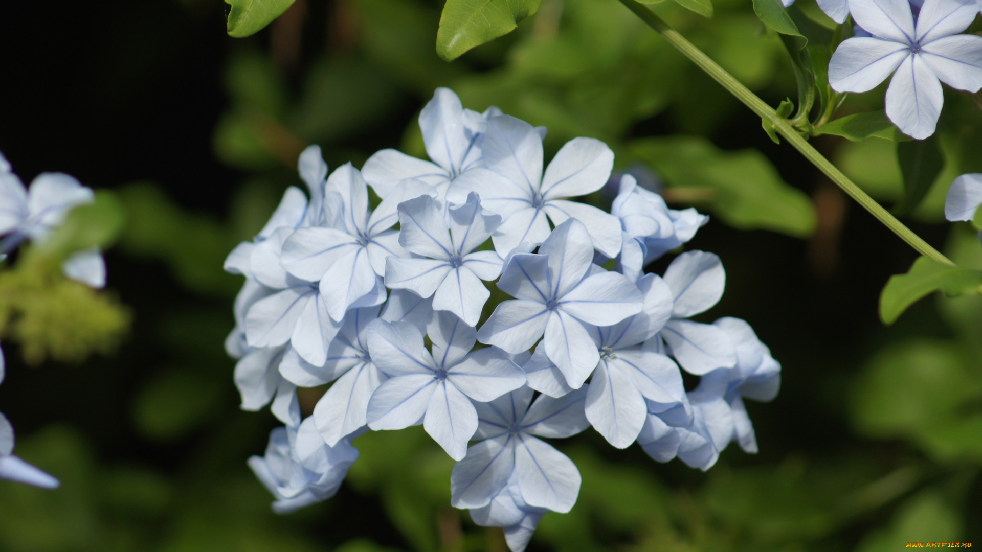 цветы, плюмбаго, свинчатка, голубой, соцветие