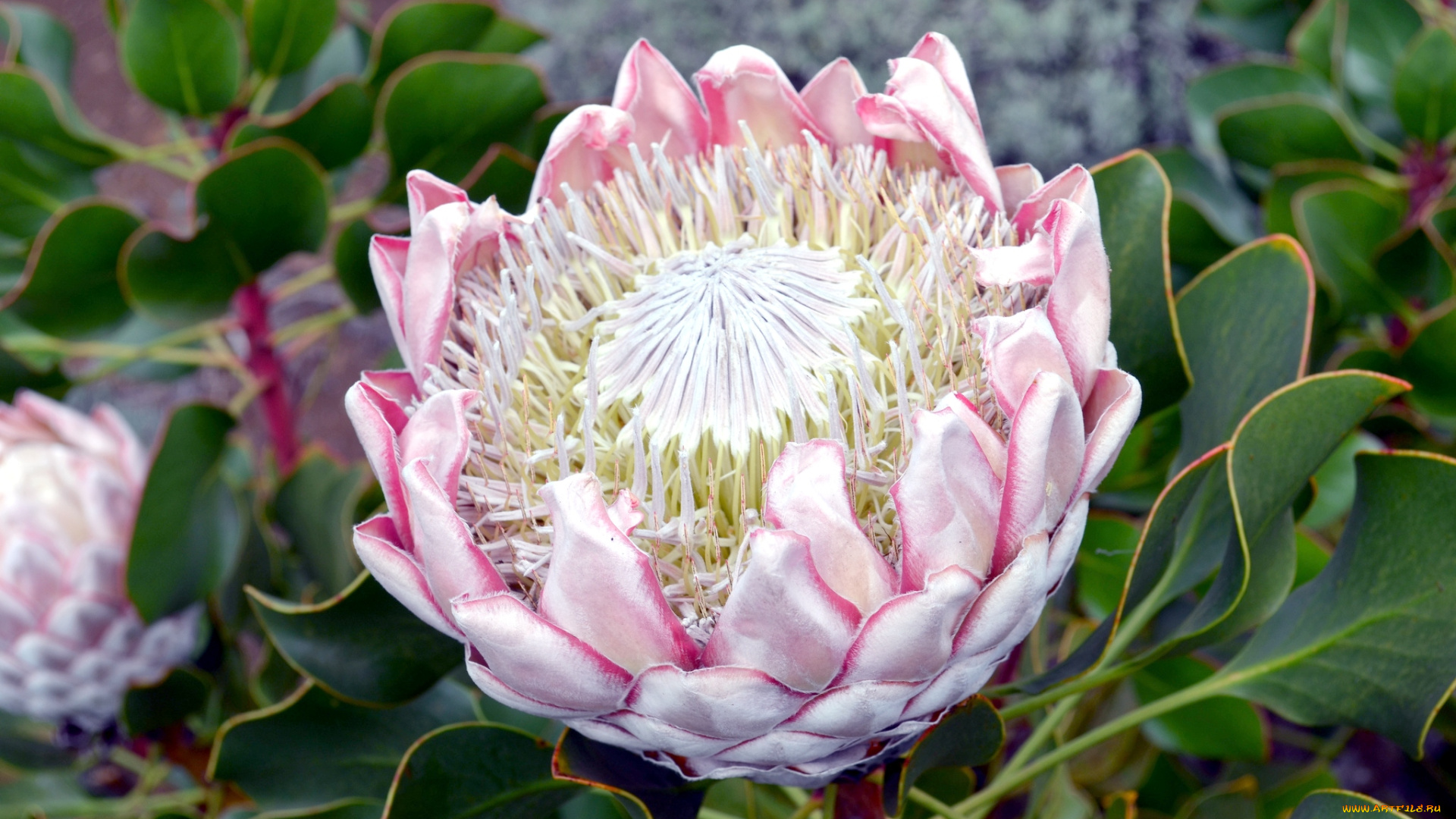 цветы, протея, экзотика