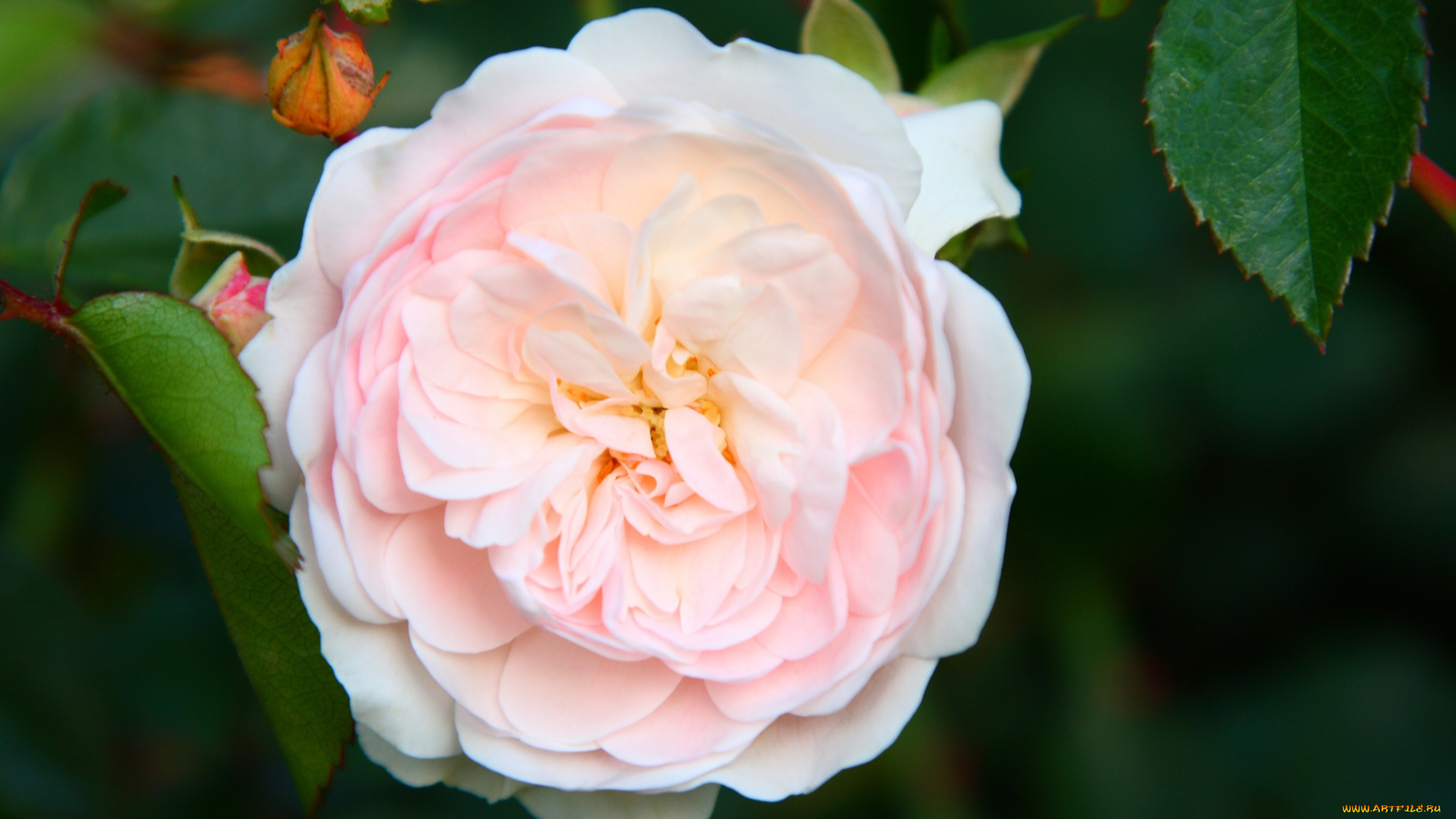 цветы, розы, розовый, круглый