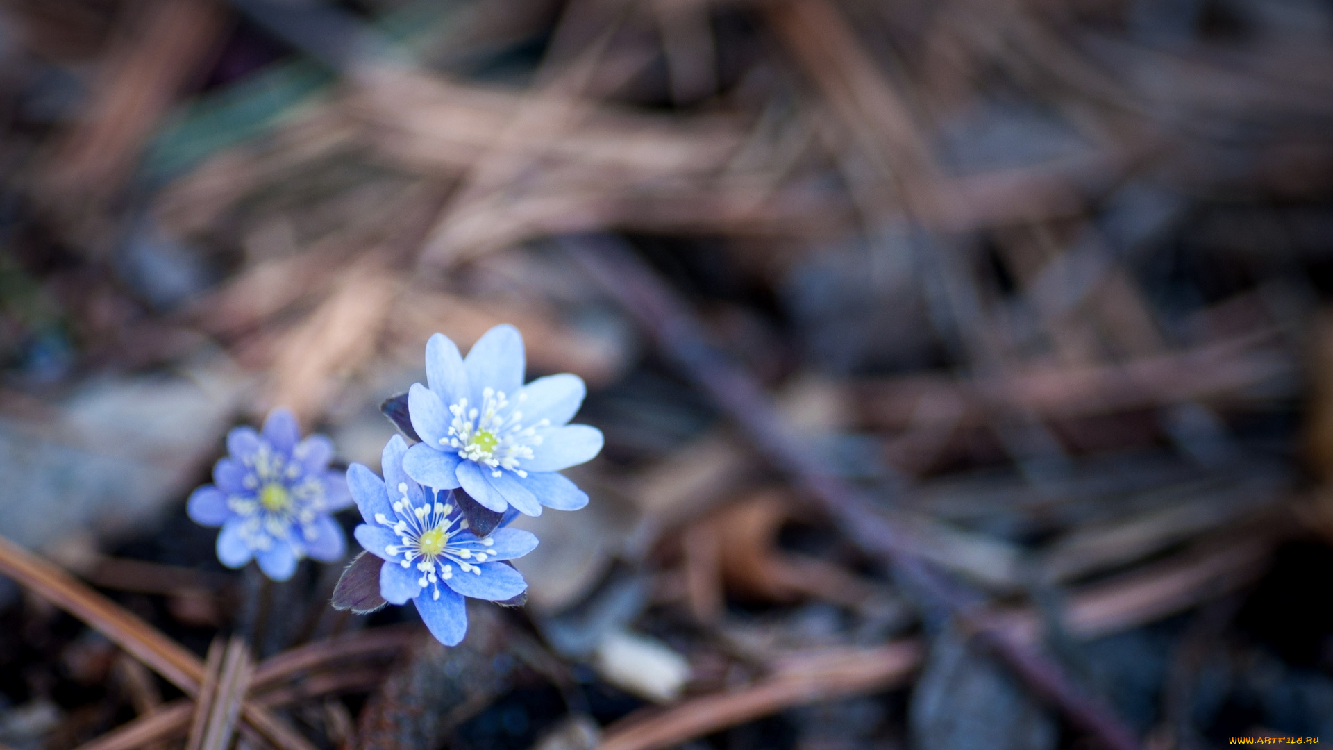 цветы, ветреницы, печёночницы, голубой, печеночницы