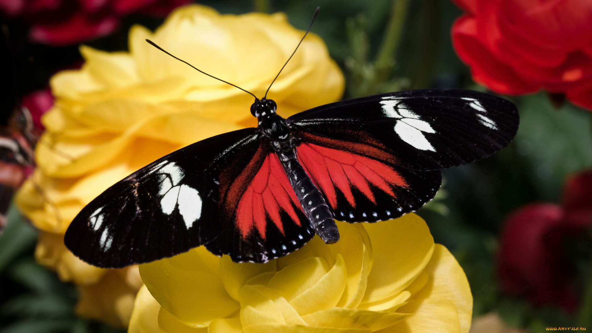 животные, бабочки, крылья, цветы, пестрый