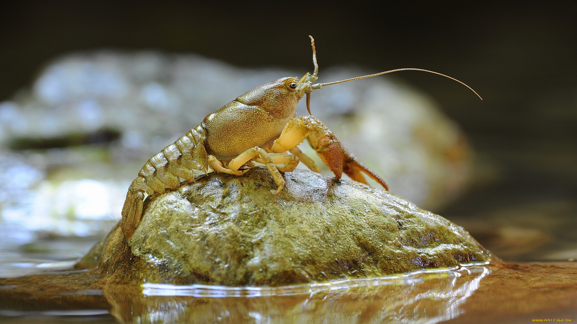 животные, крабы, раки, рак, камень