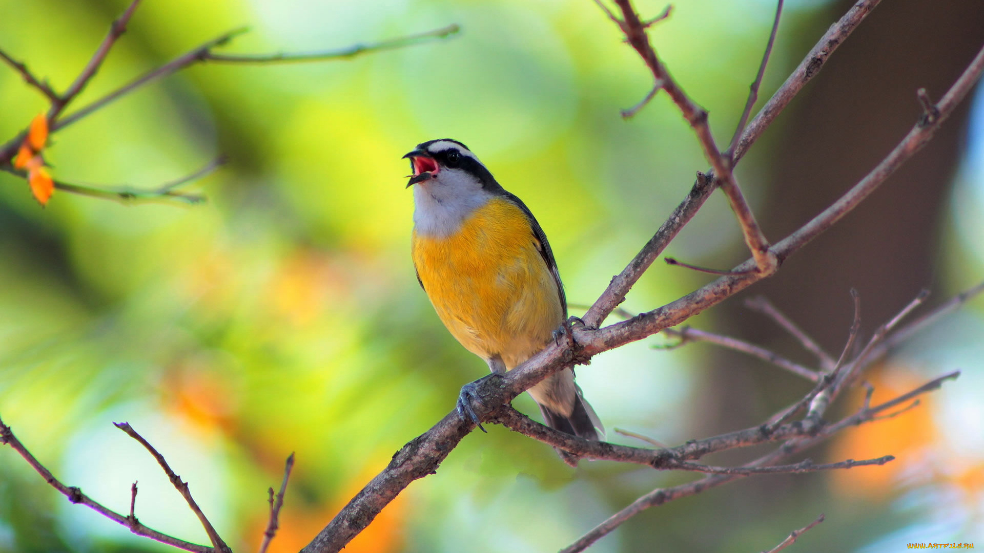 животные, птицы, ветка, птичка