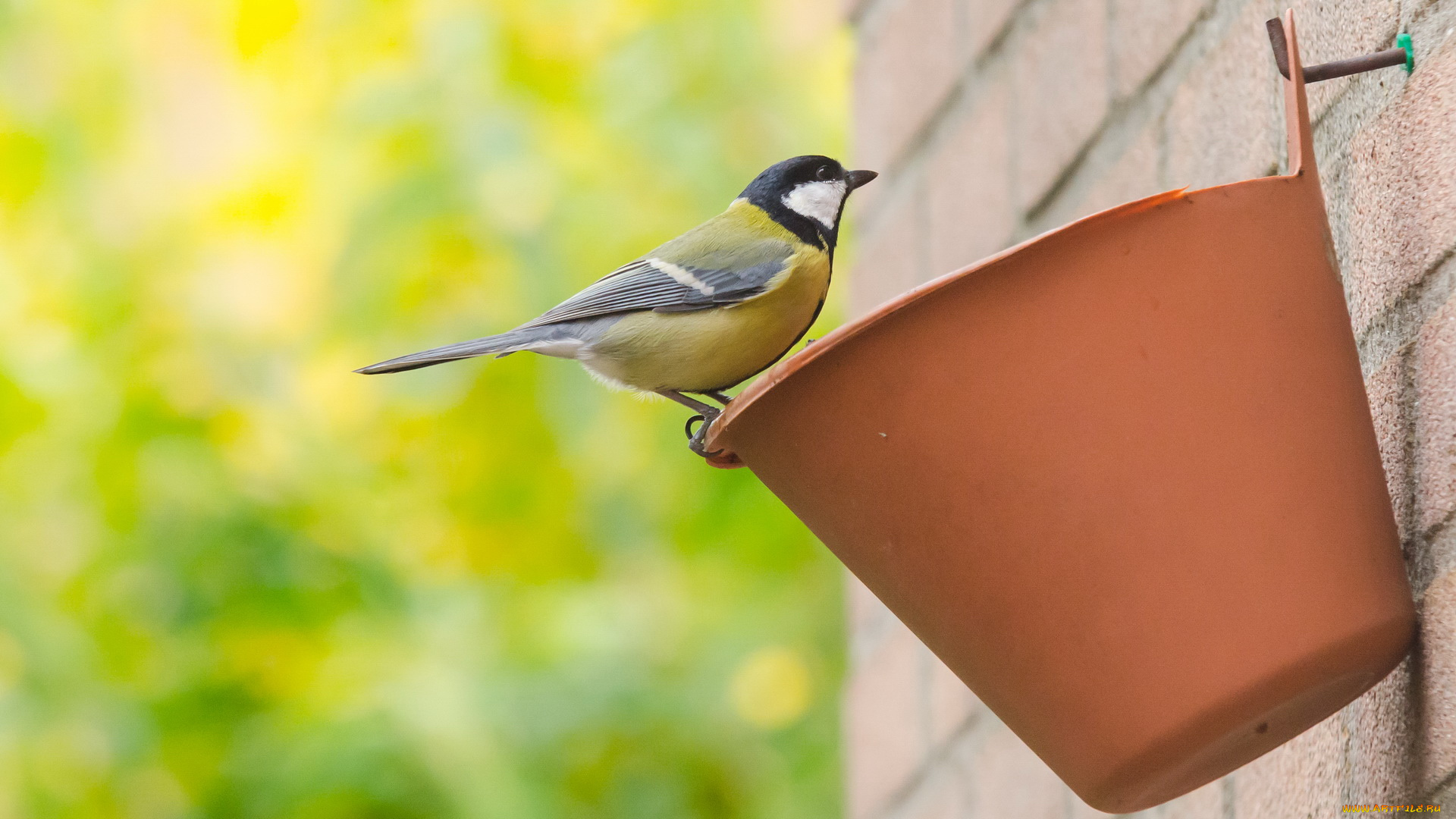 животные, синицы, лазоревки, синичка