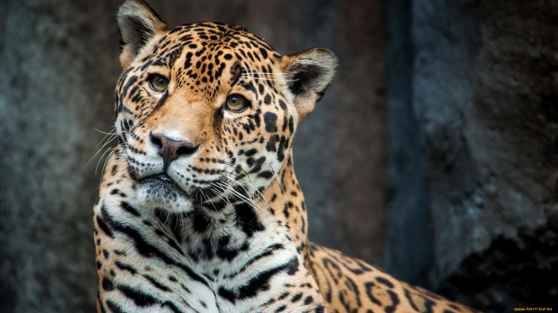 животные, Ягуары, морда, хищник