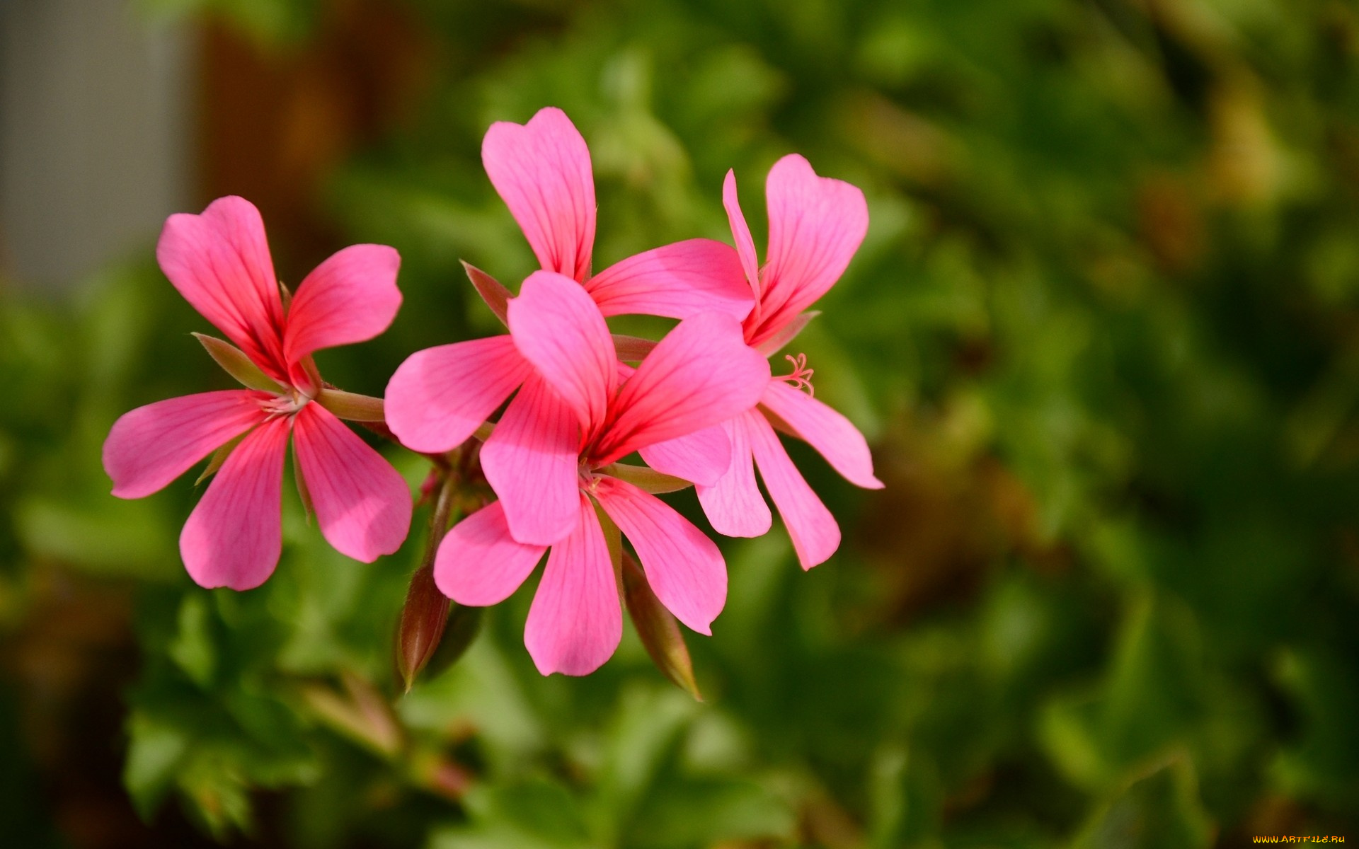 цветы, герань, розовый