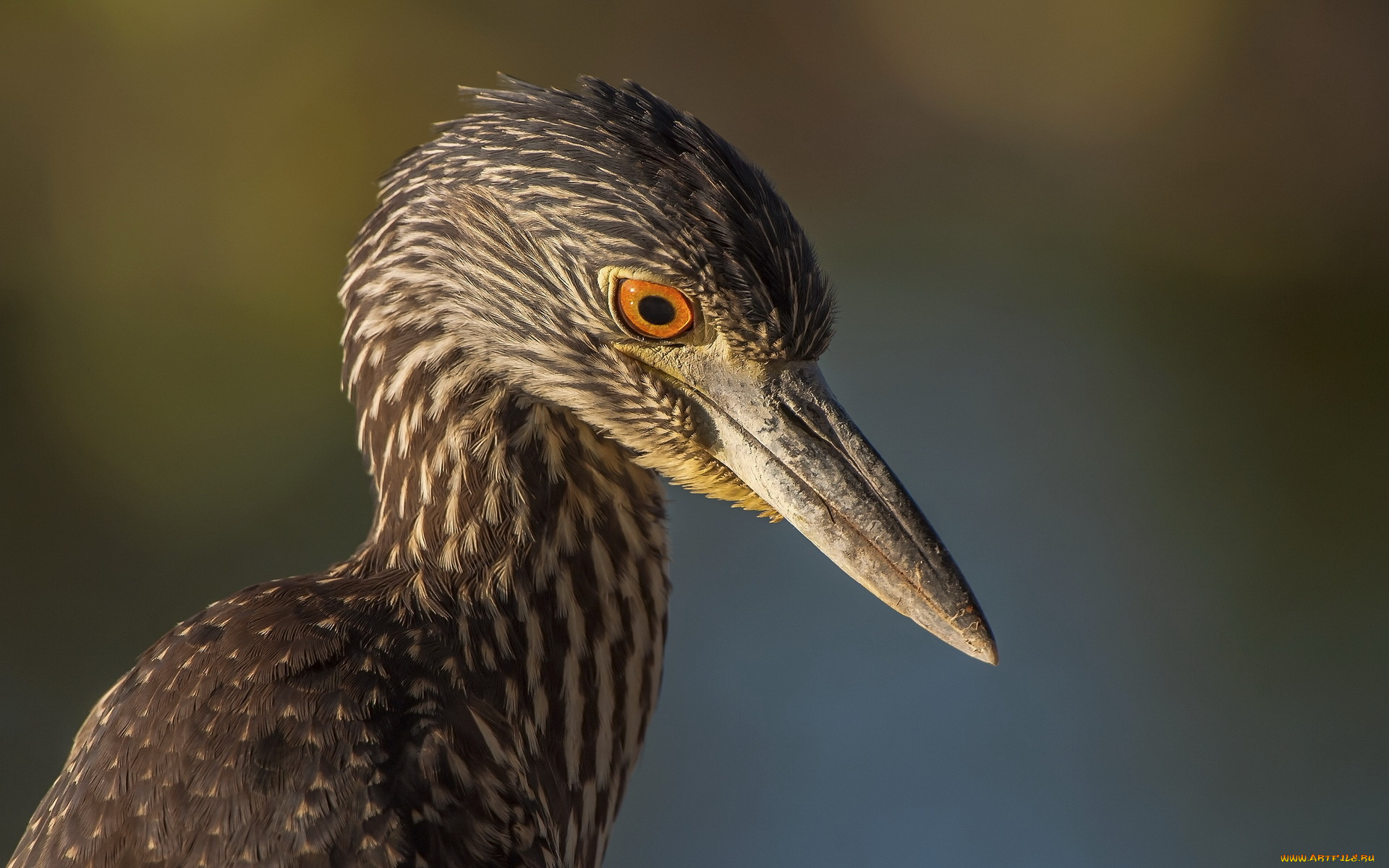 животные, цапли, клюв