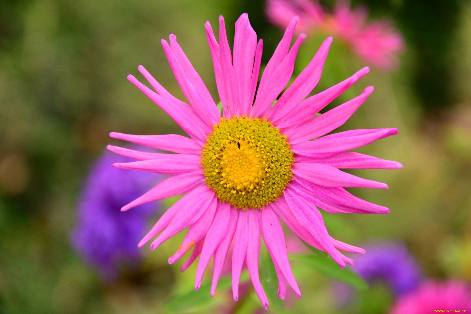 цветы, астры, розовый