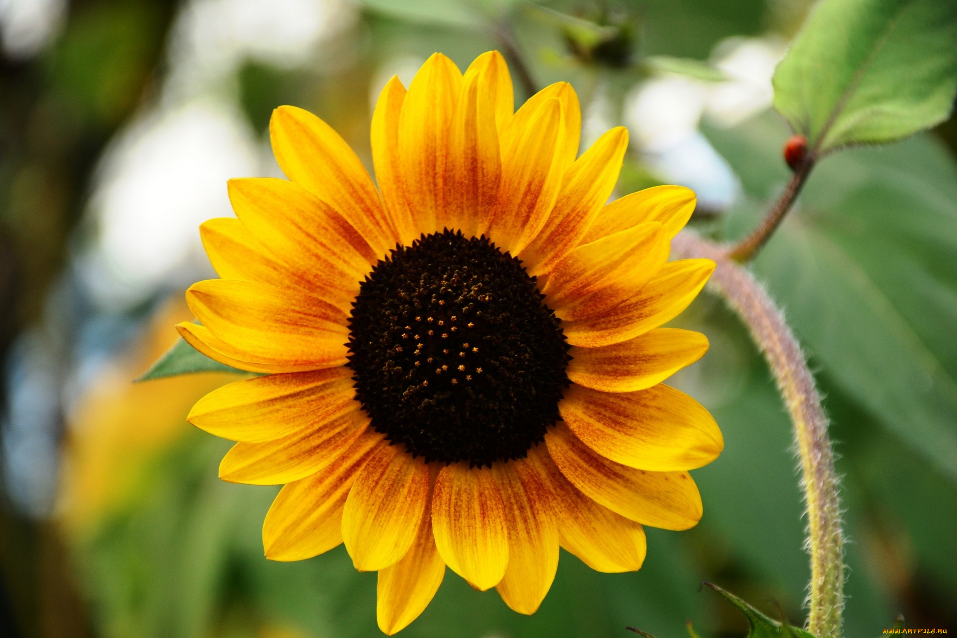 цветы, подсолнухи, желтый