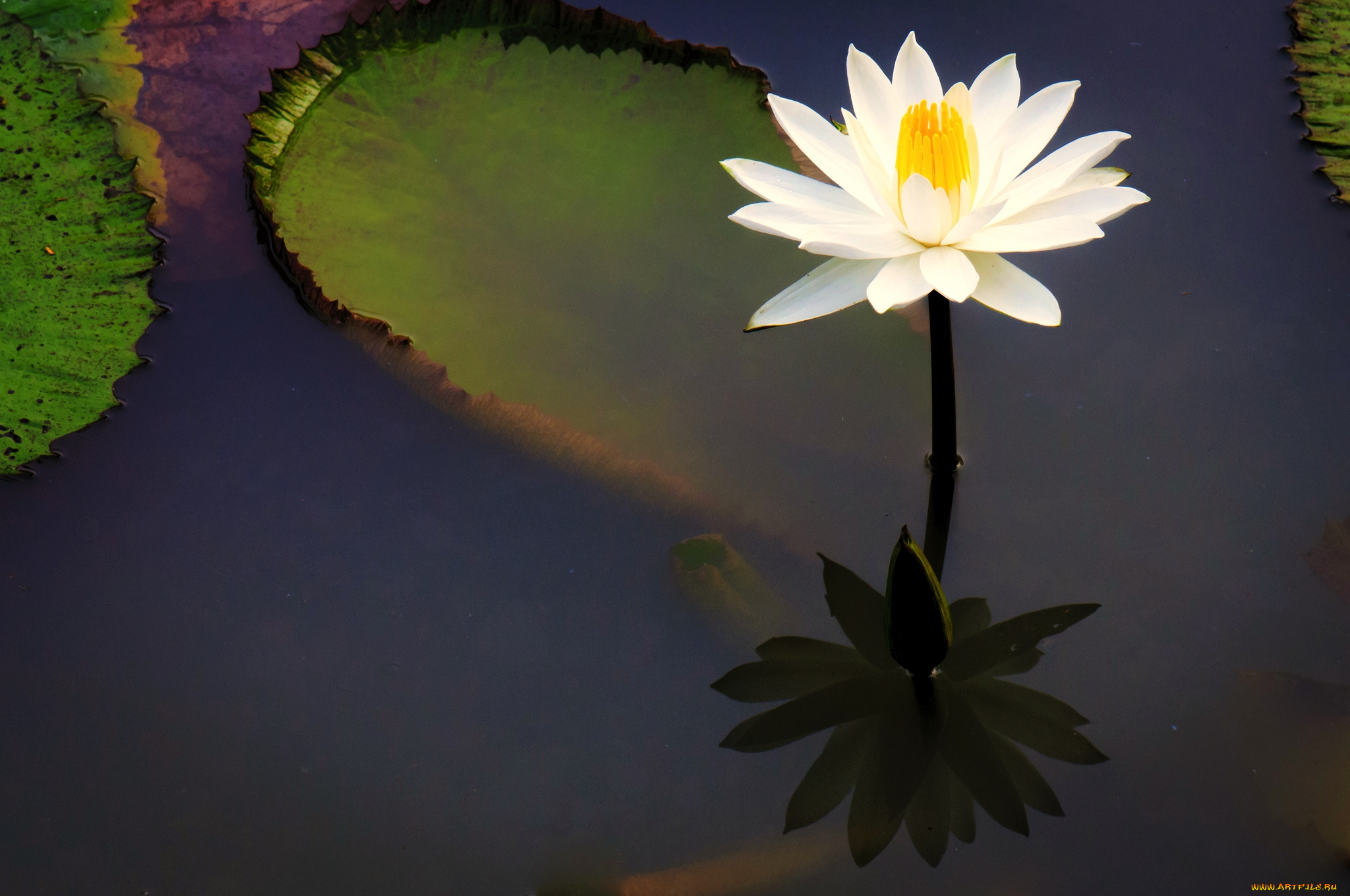 цветы, лилии, водяные, нимфеи, кувшинки, вода, отражение