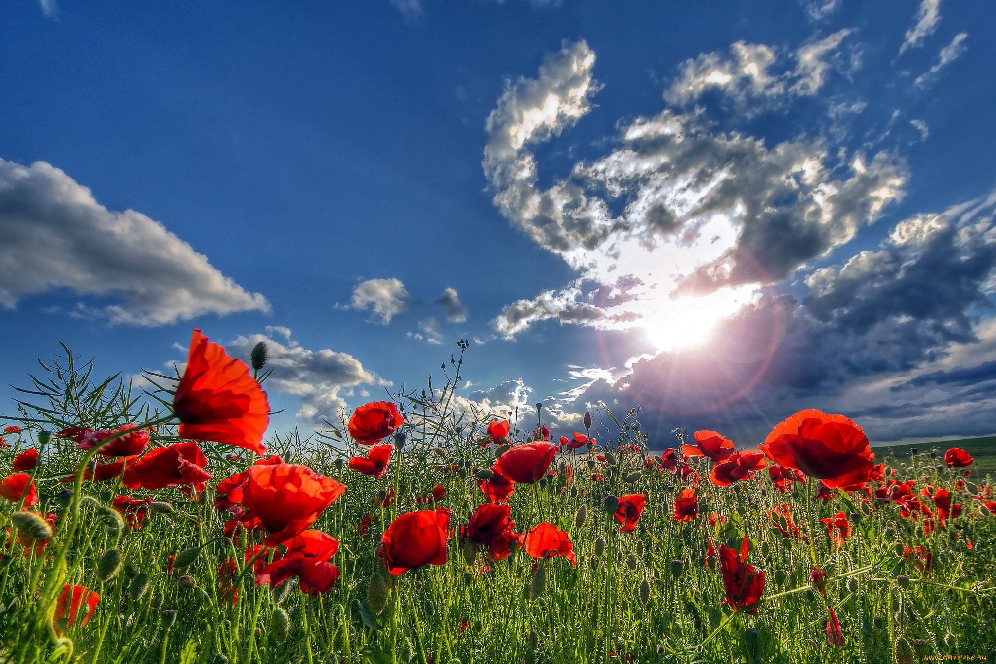 цветы, маки, луг, солнце, небо