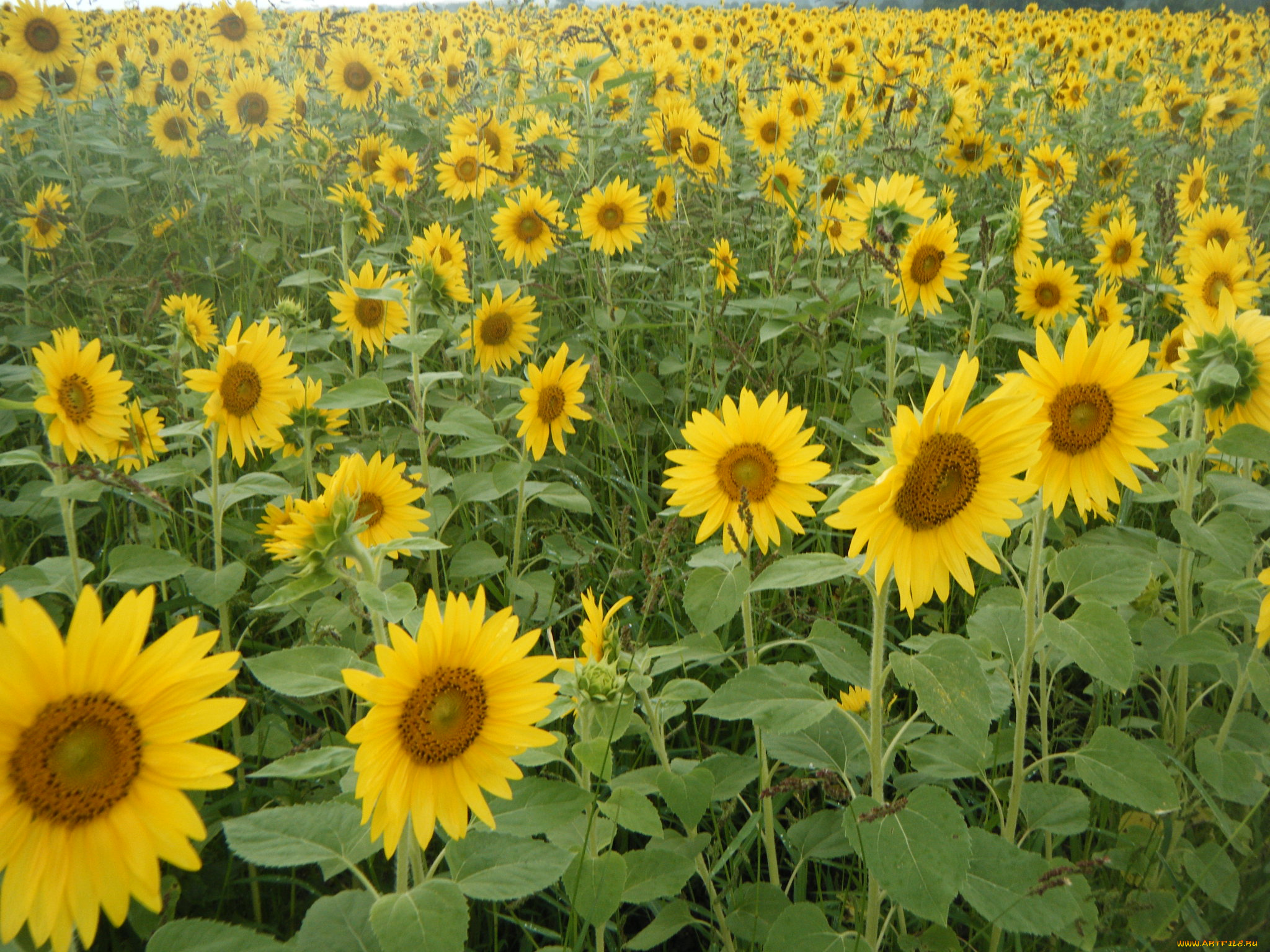 цветы, подсолнухи