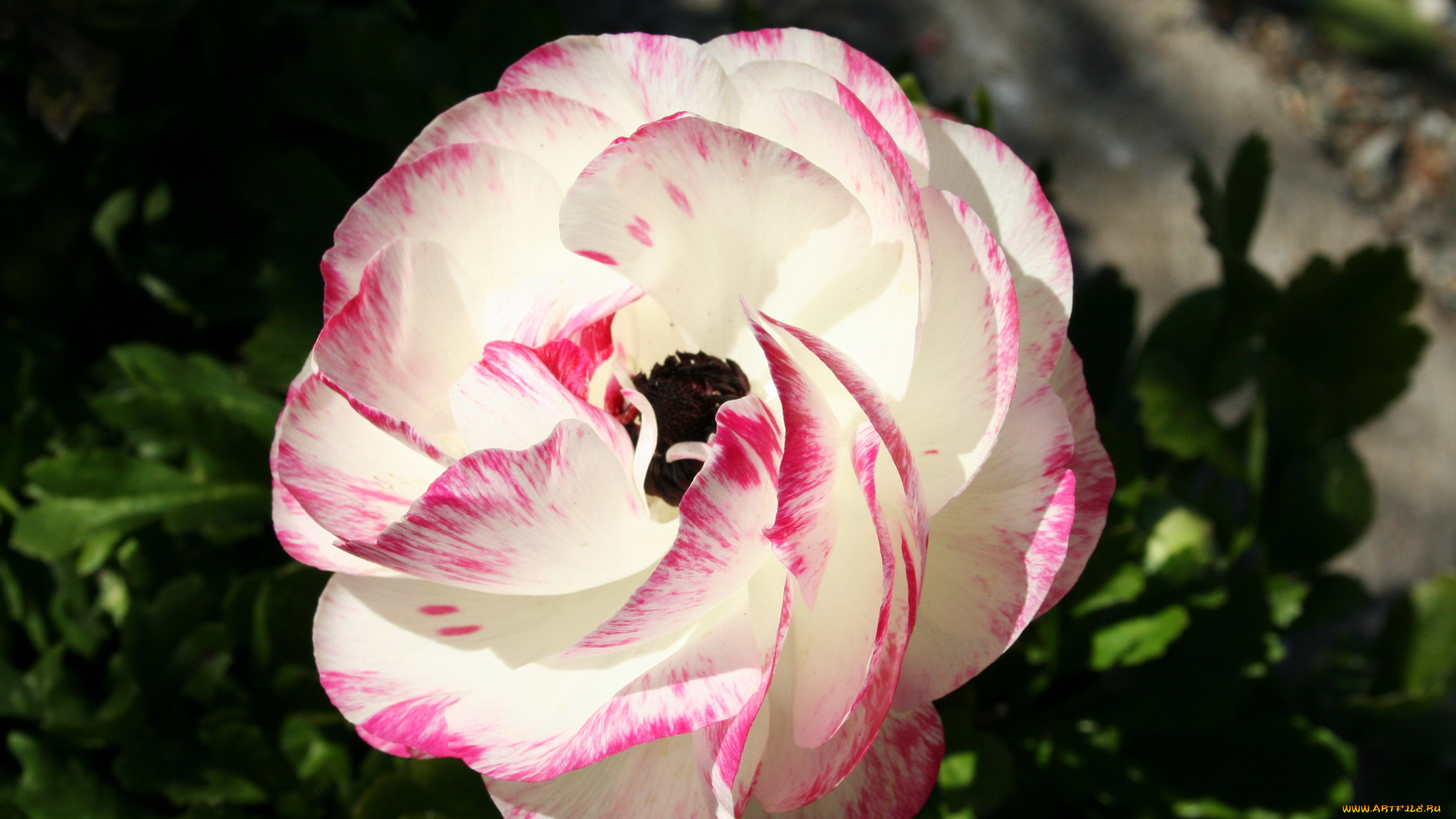 цветы, анемоны, адонисы, камелия