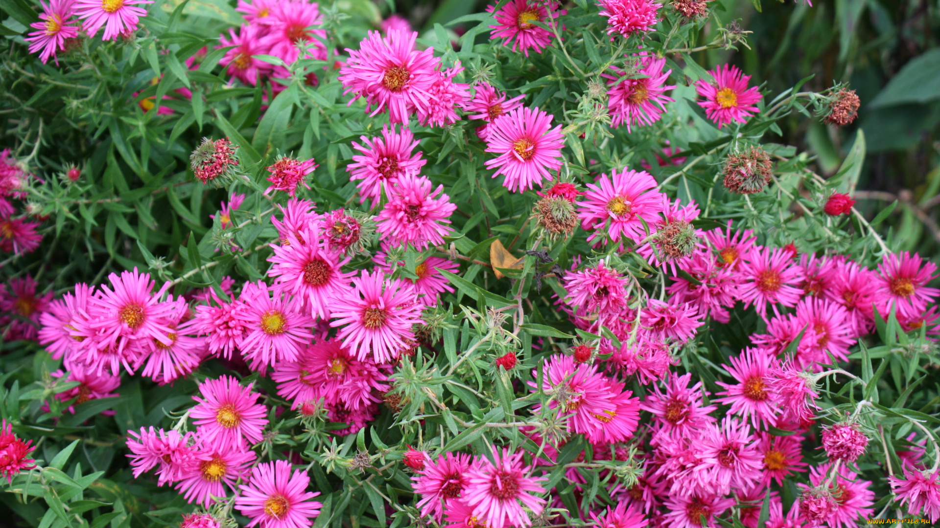 цветы, астры, сад