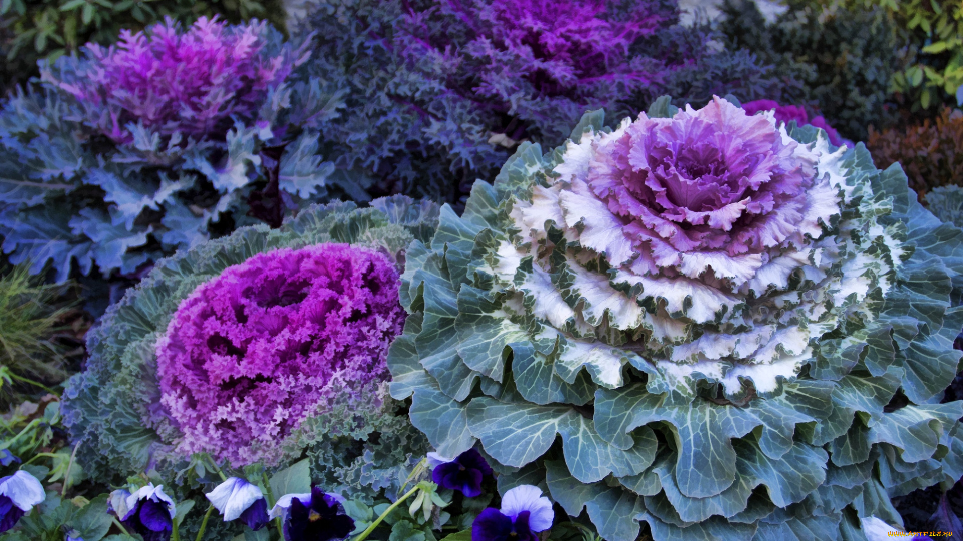 цветы, декоративная, капуста