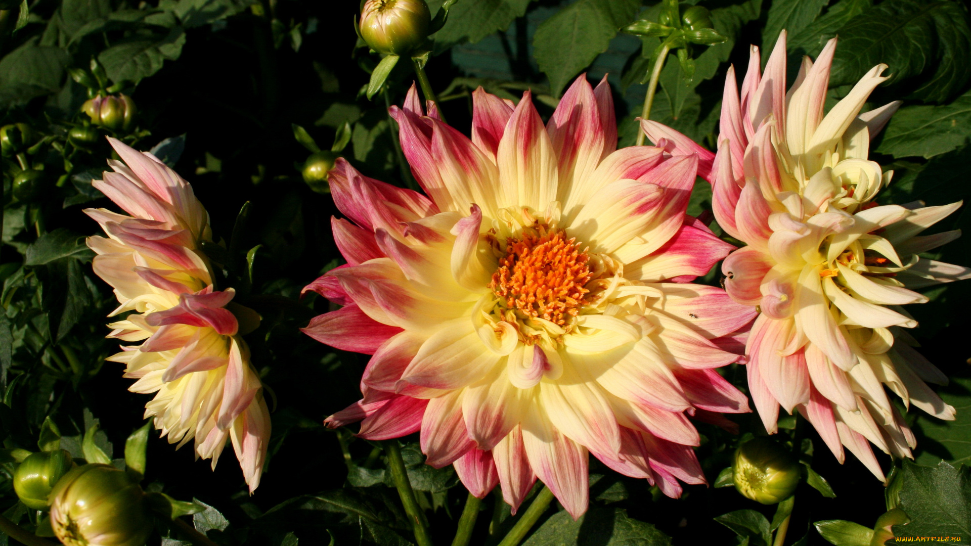 цветы, георгины, сад