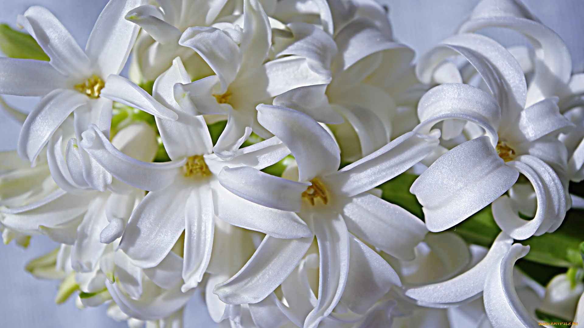 цветы, гиацинты, макро