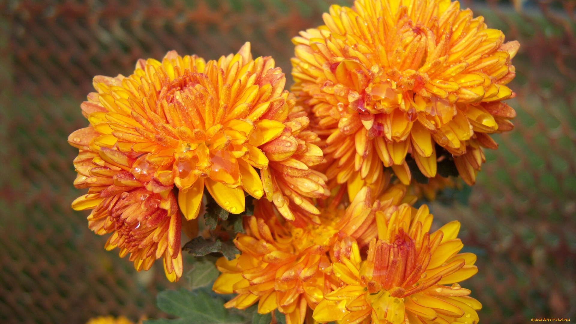 цветы, хризантемы, оранджевые