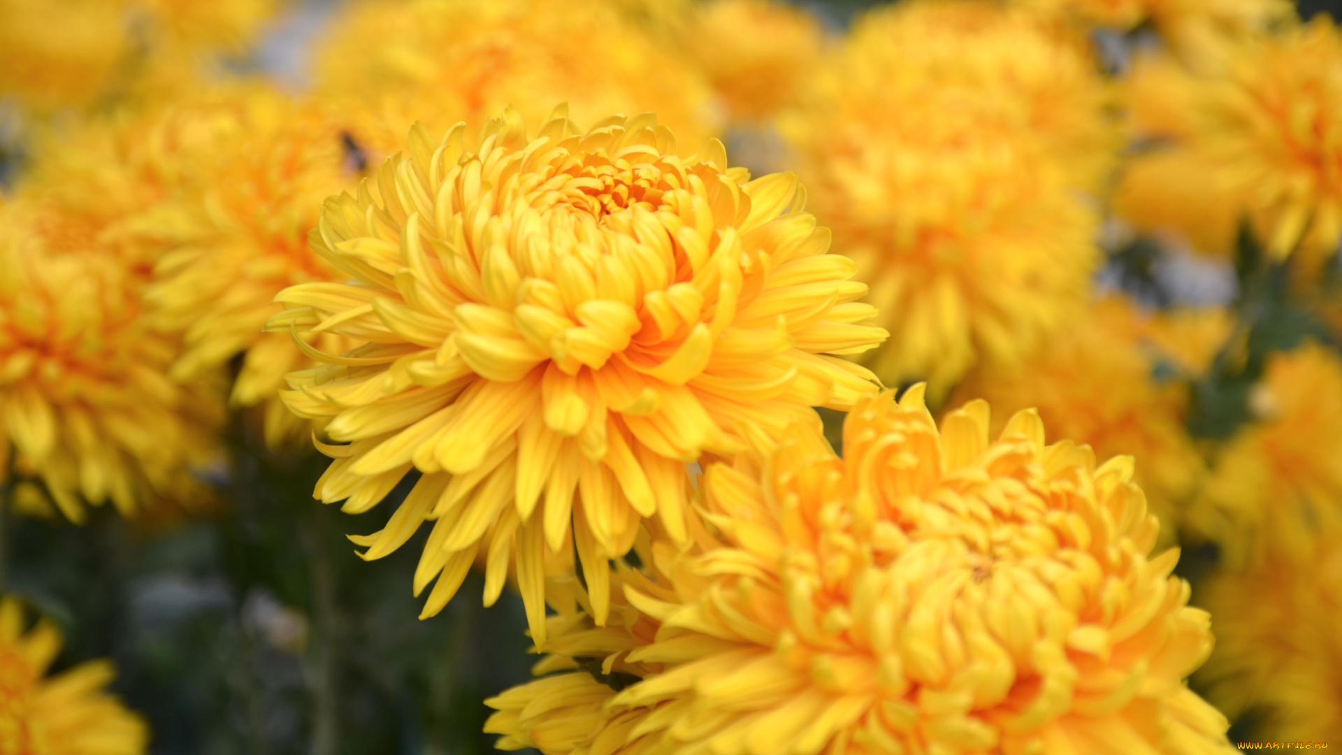 цветы, хризантемы, желтый
