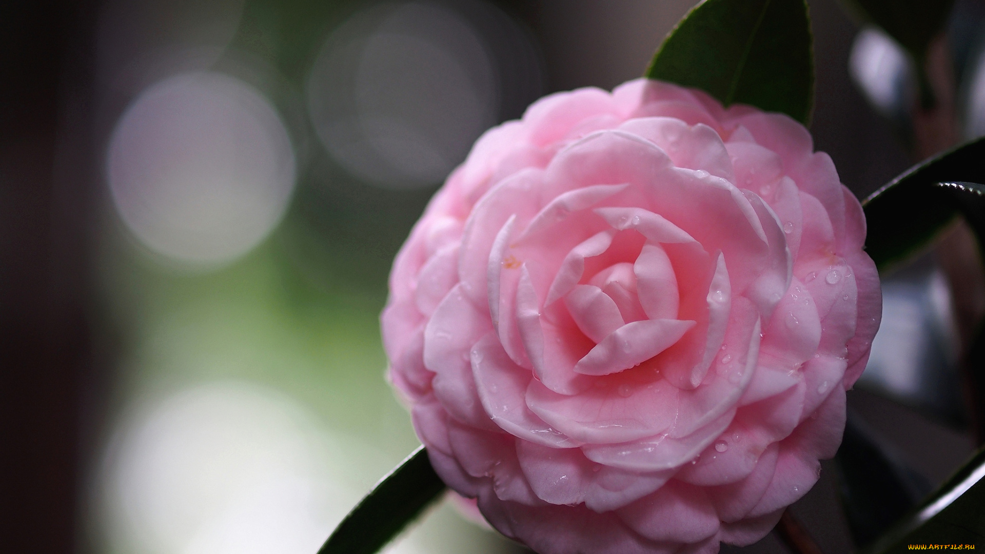 цветы, камелии, розовый