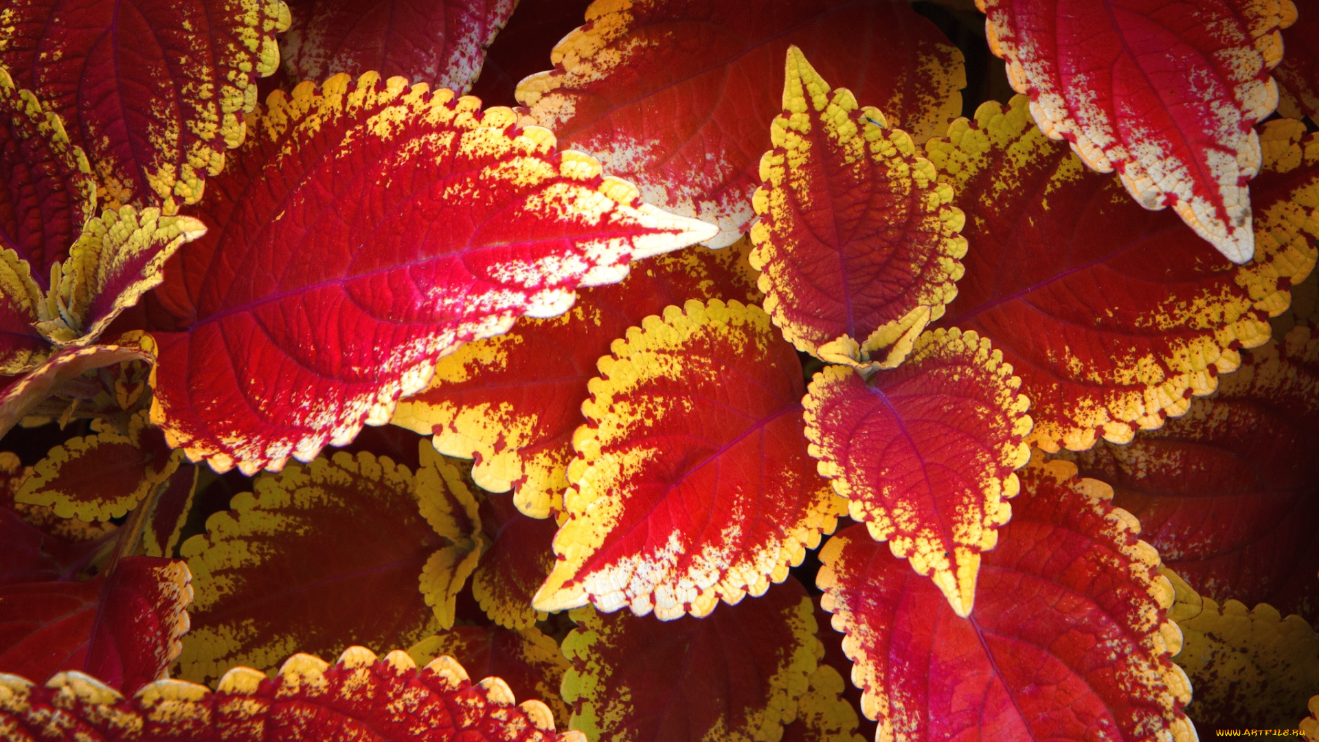 цветы, колеусы, каладиумы, листья