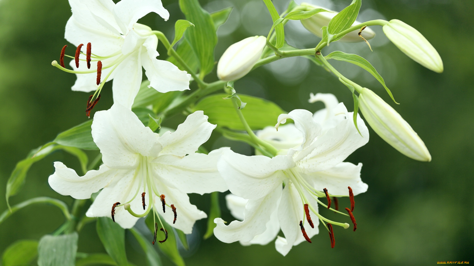 цветы, лилии, лилейники, белый