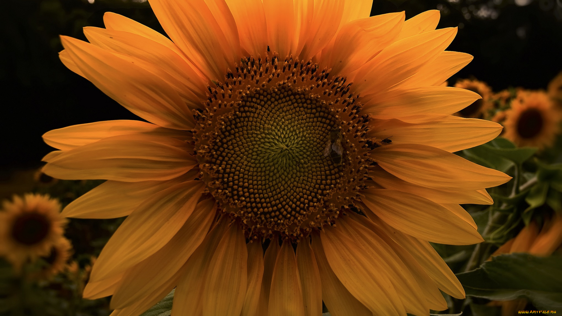 цветы, подсолнухи, корзинка, лепестки, подсолнух