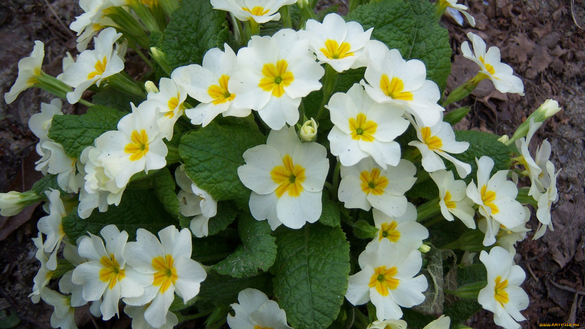 цветы, примулы, жёлтые