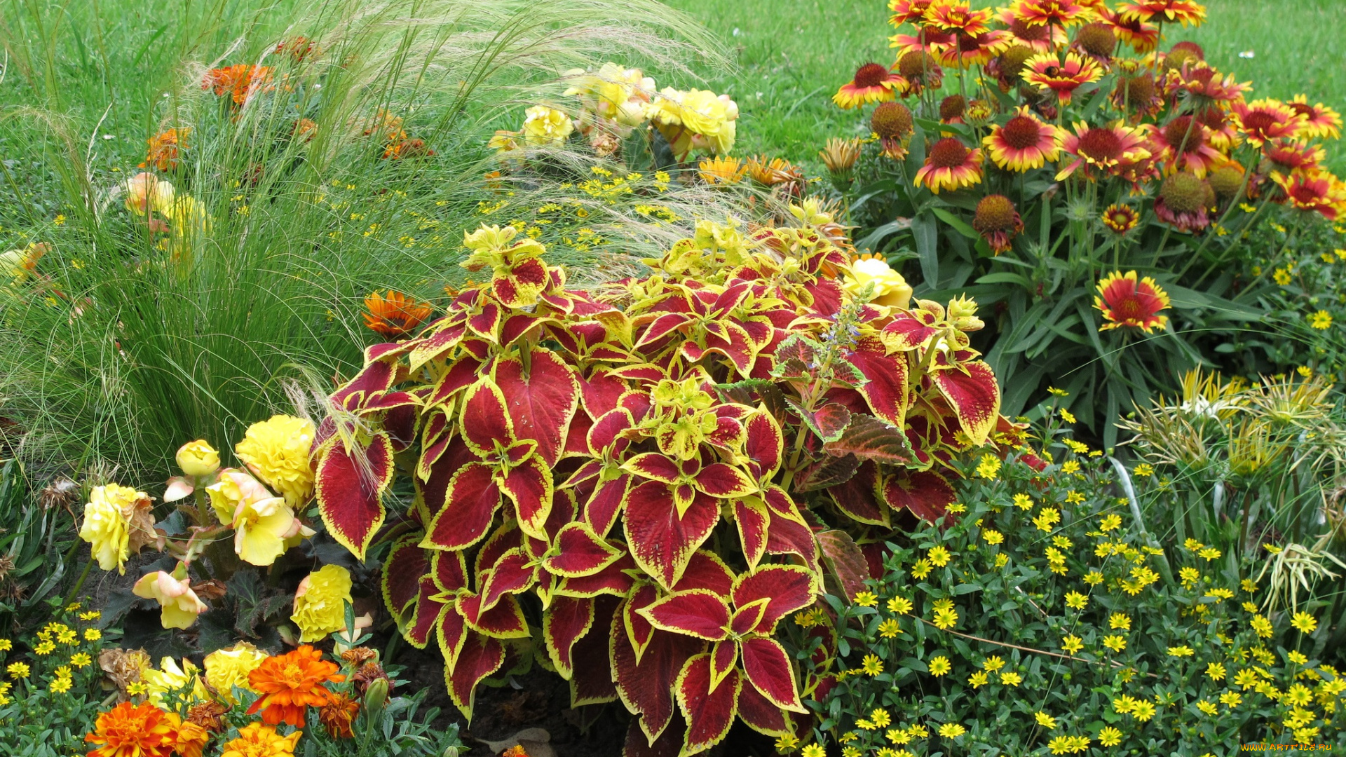 цветы, разные, вместе, луг, трава