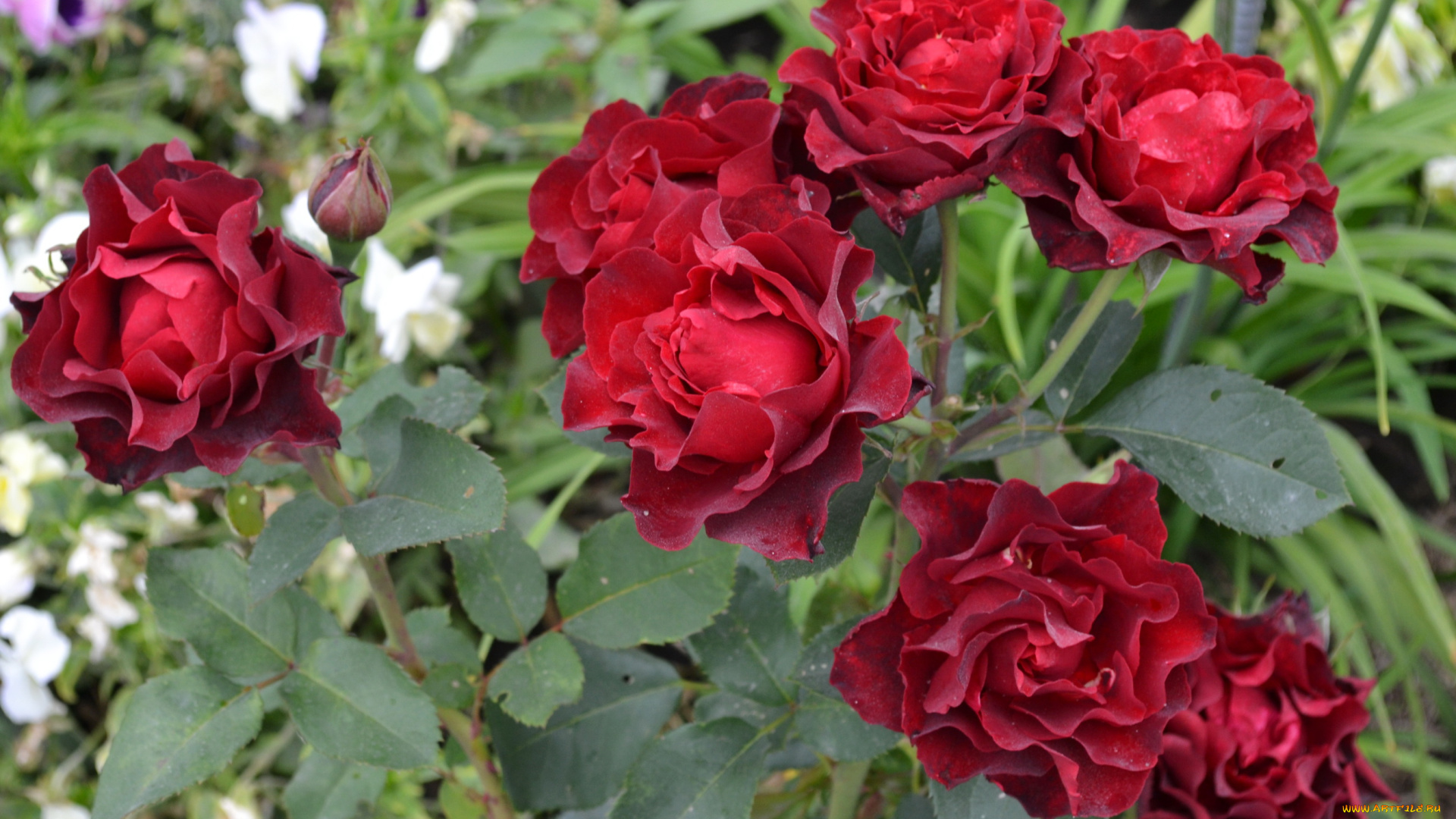 цветы, розы, бордовые, куст