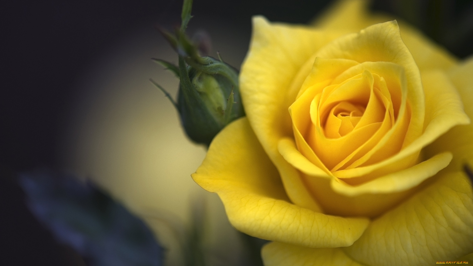 цветы, розы, макро