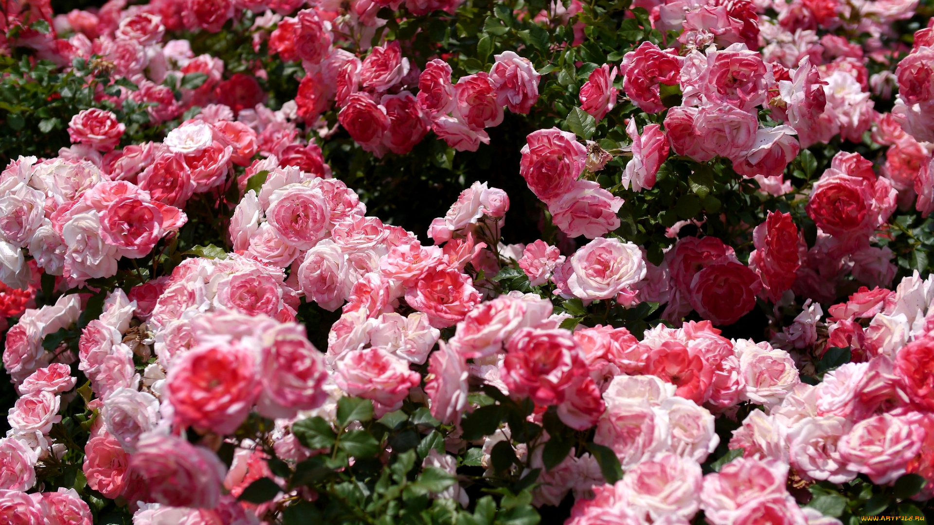 цветы, розы, много