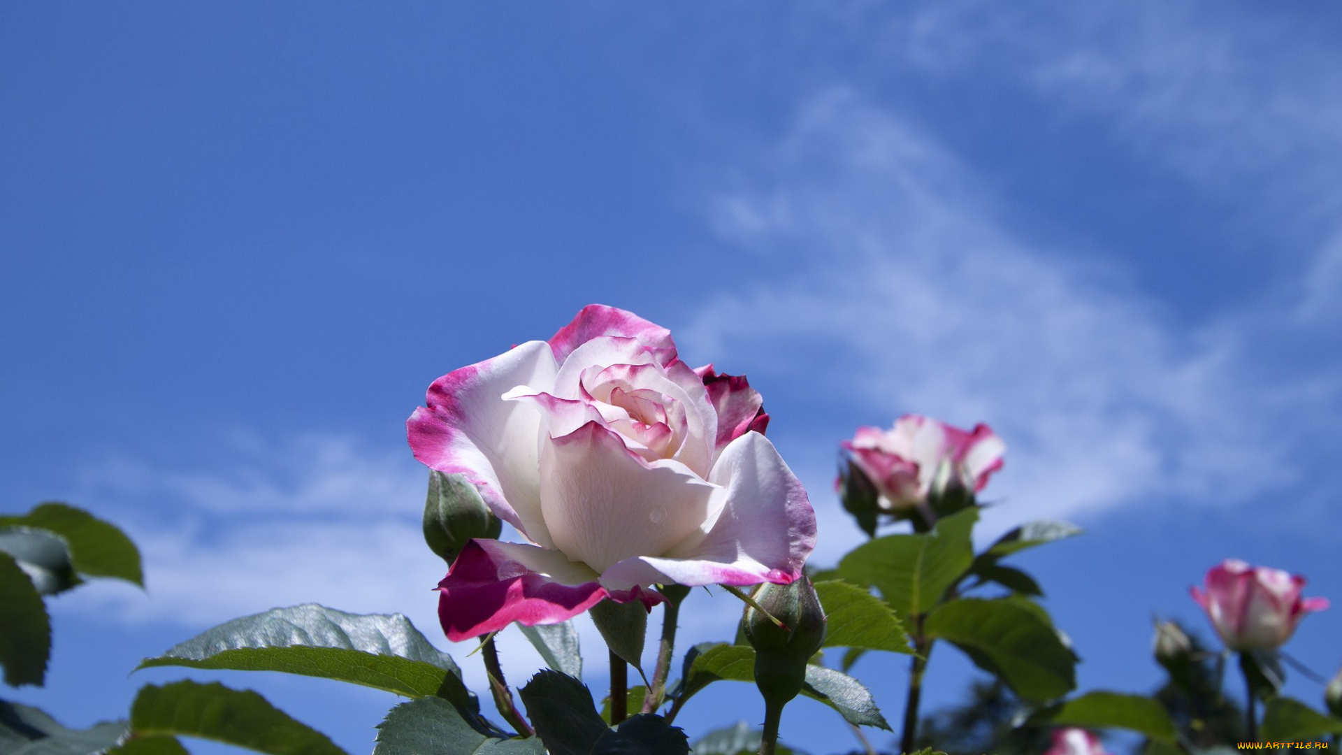 цветы, розы, небо