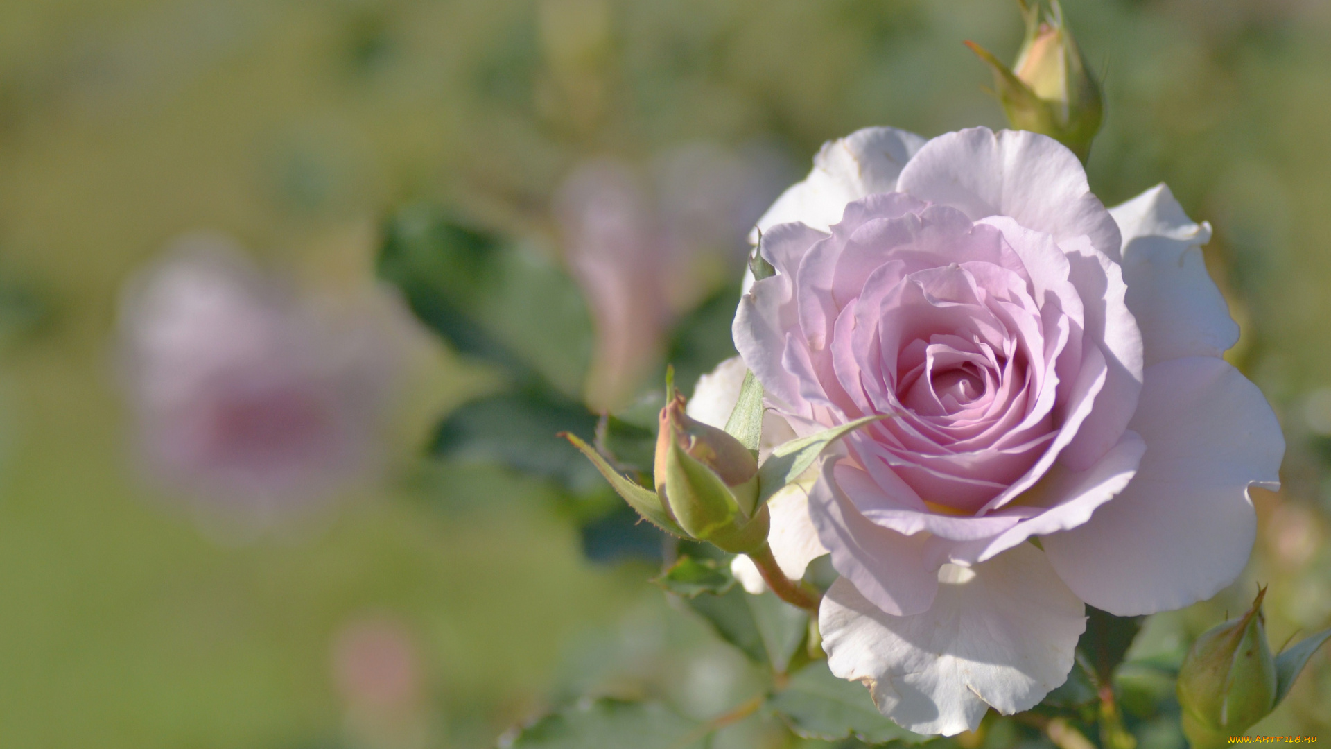 цветы, розы, розовый