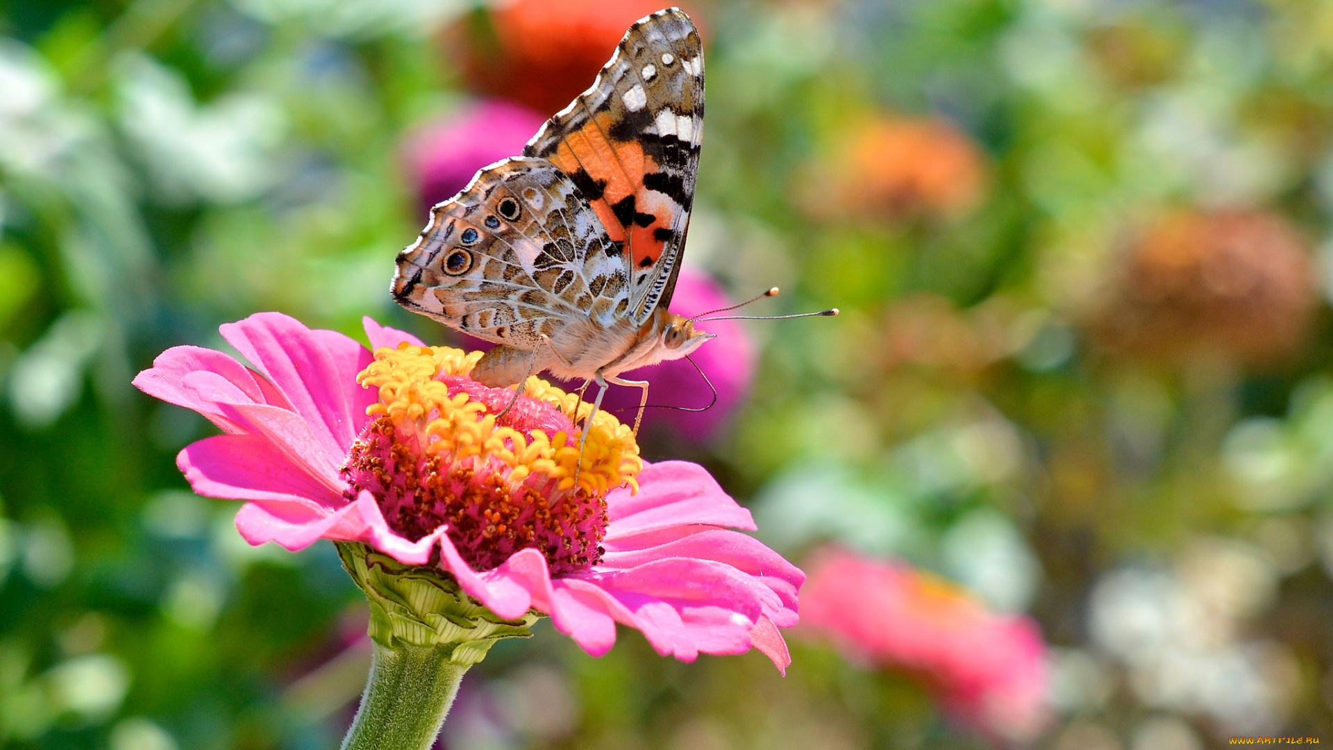 животные, бабочки, бабочка, цветок