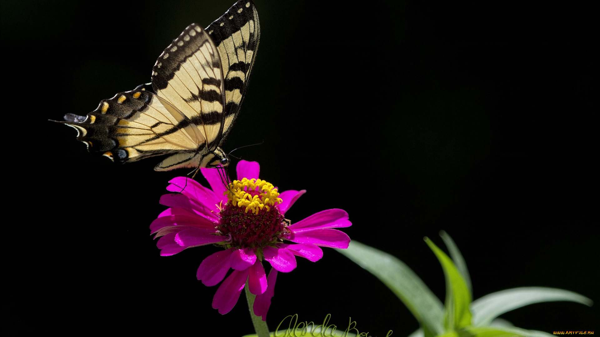 животные, бабочки, бабочка, цветок