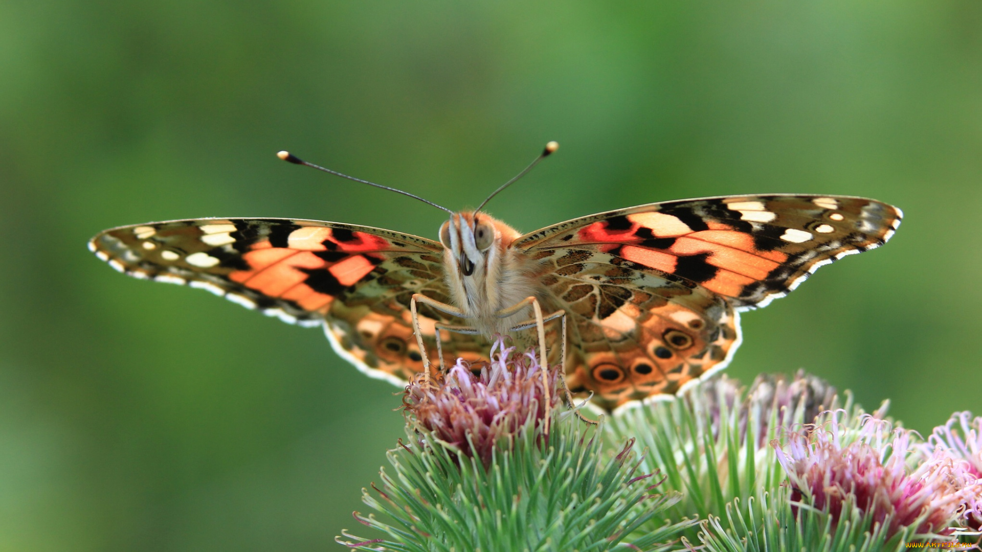 животные, бабочки, бабочка, цветы