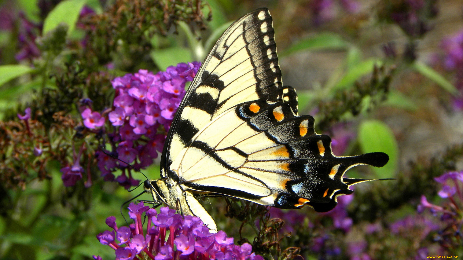 животные, бабочки, бабочка, цветы