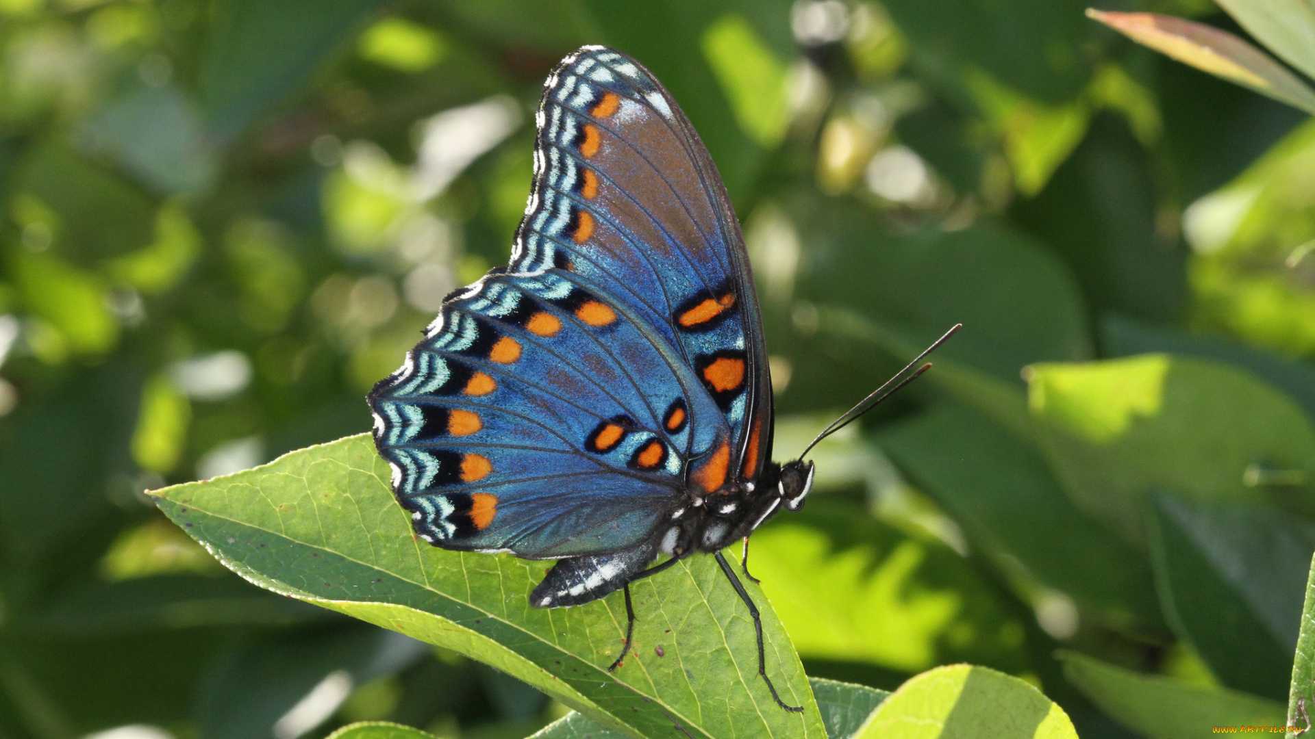 животные, бабочки, бабочка, листья