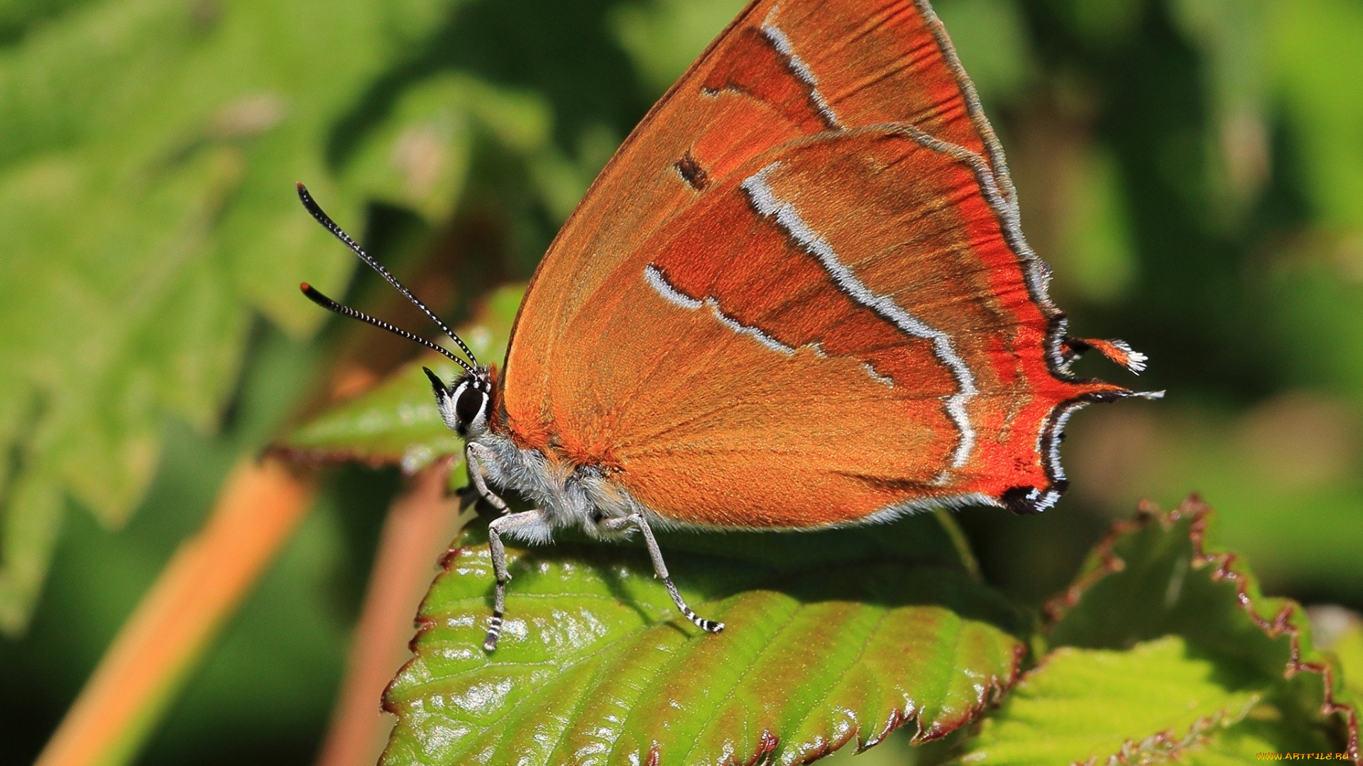 животные, бабочки, цветок, бабочка