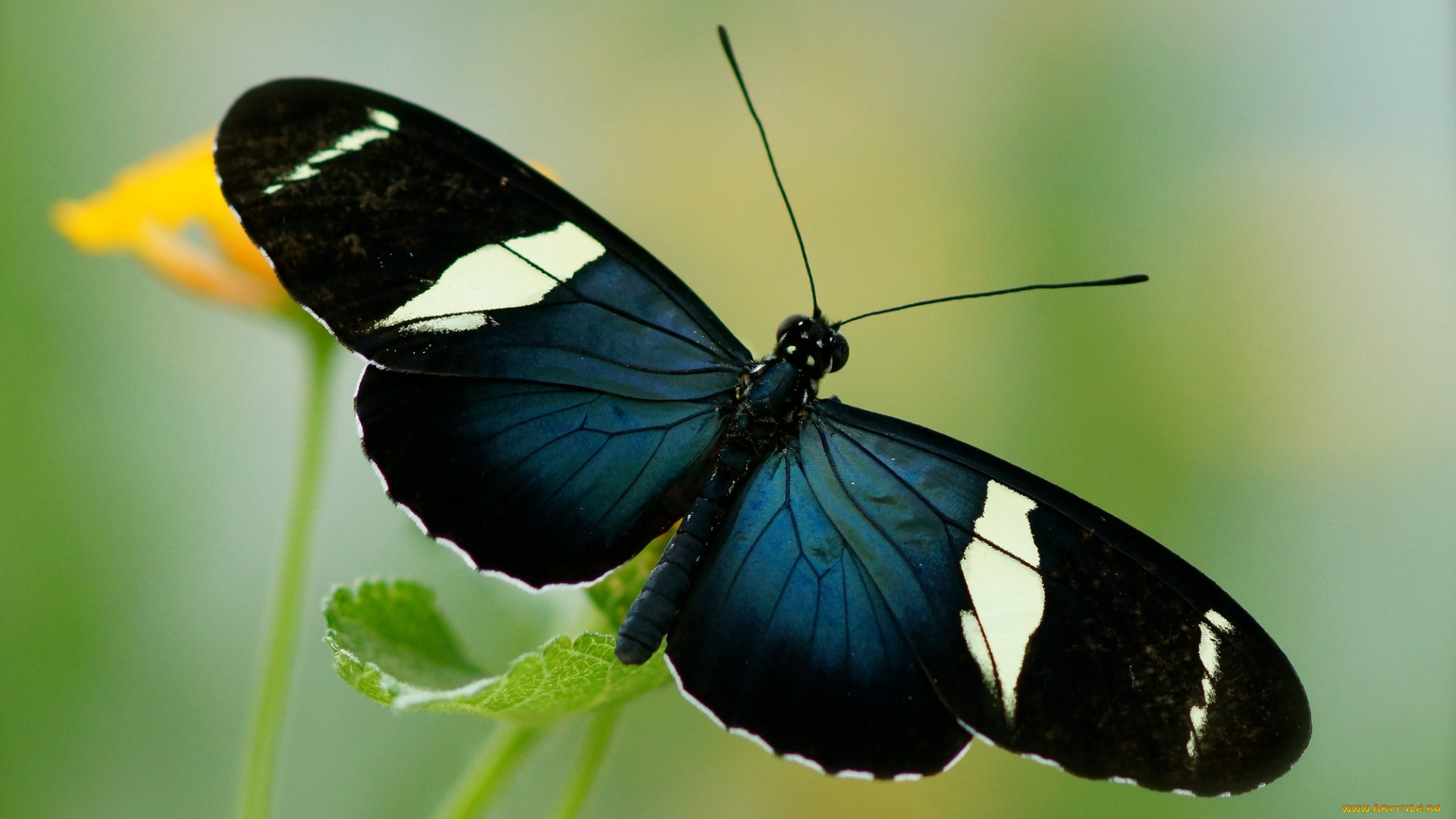 животные, бабочки, цветы, бабочка