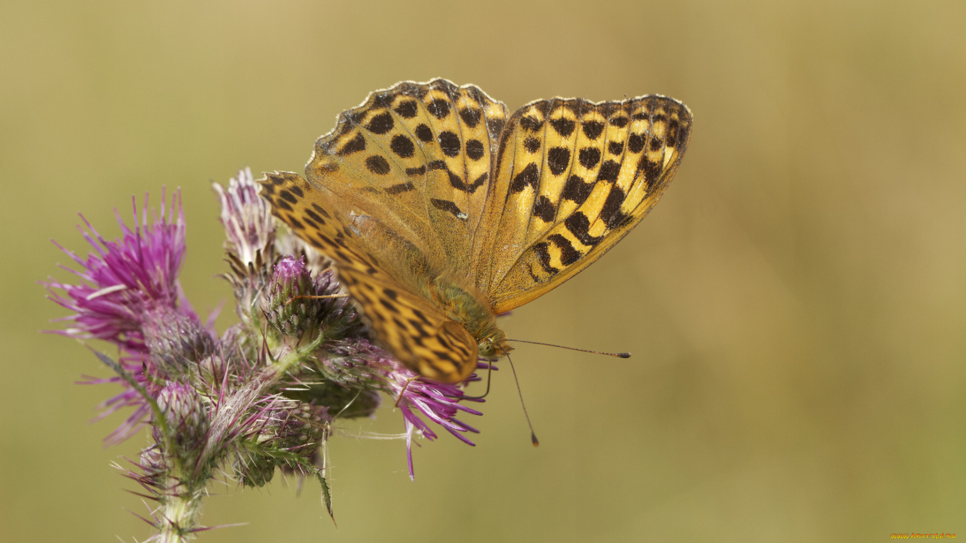 животные, бабочки, цветы, бабочка
