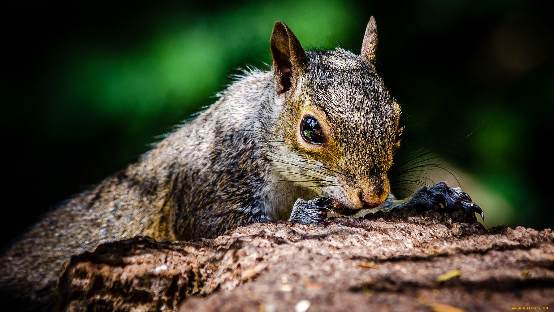 животные, белки, белка