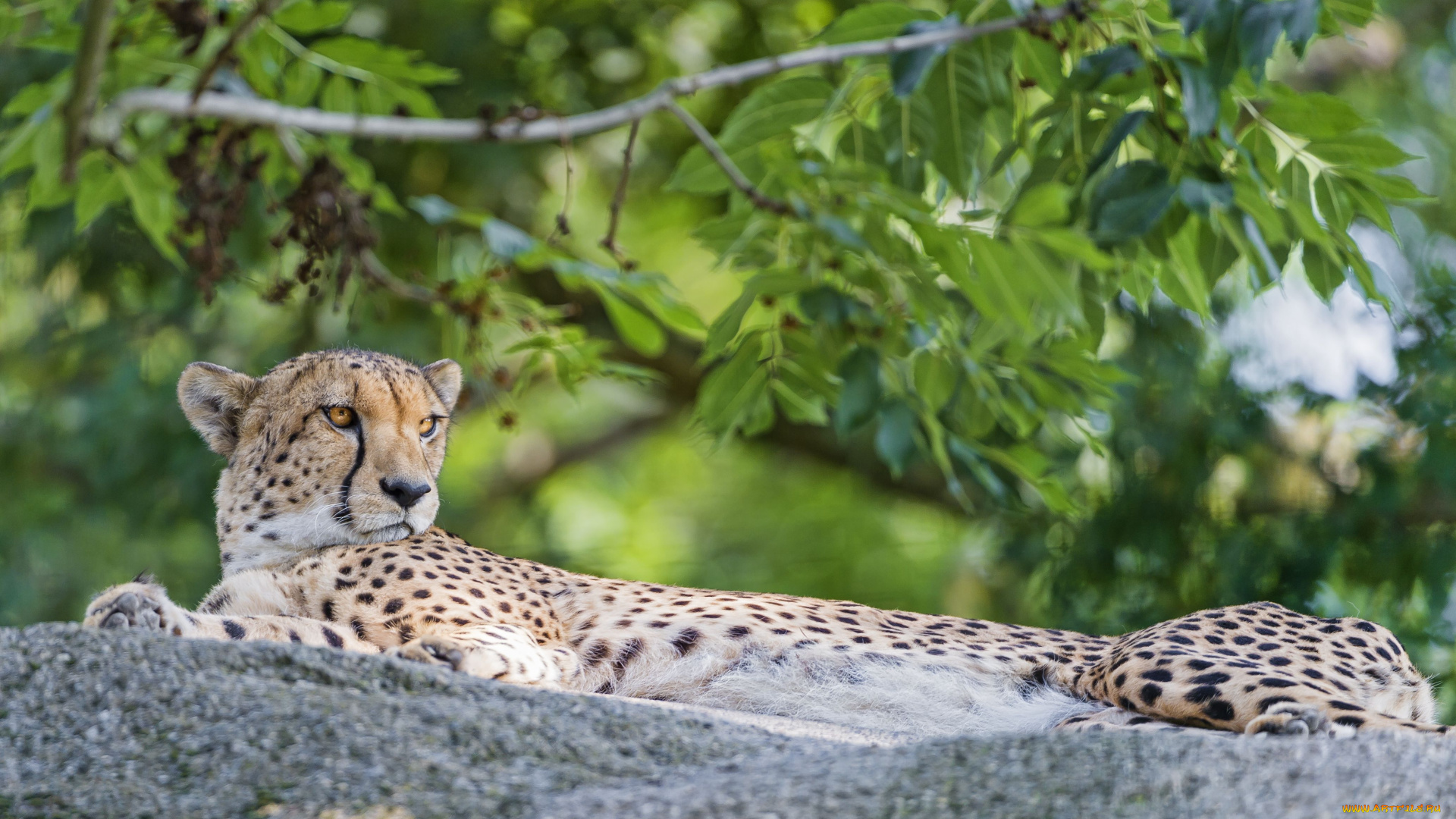 животные, гепарды, боке, отдых, дикая, кошка