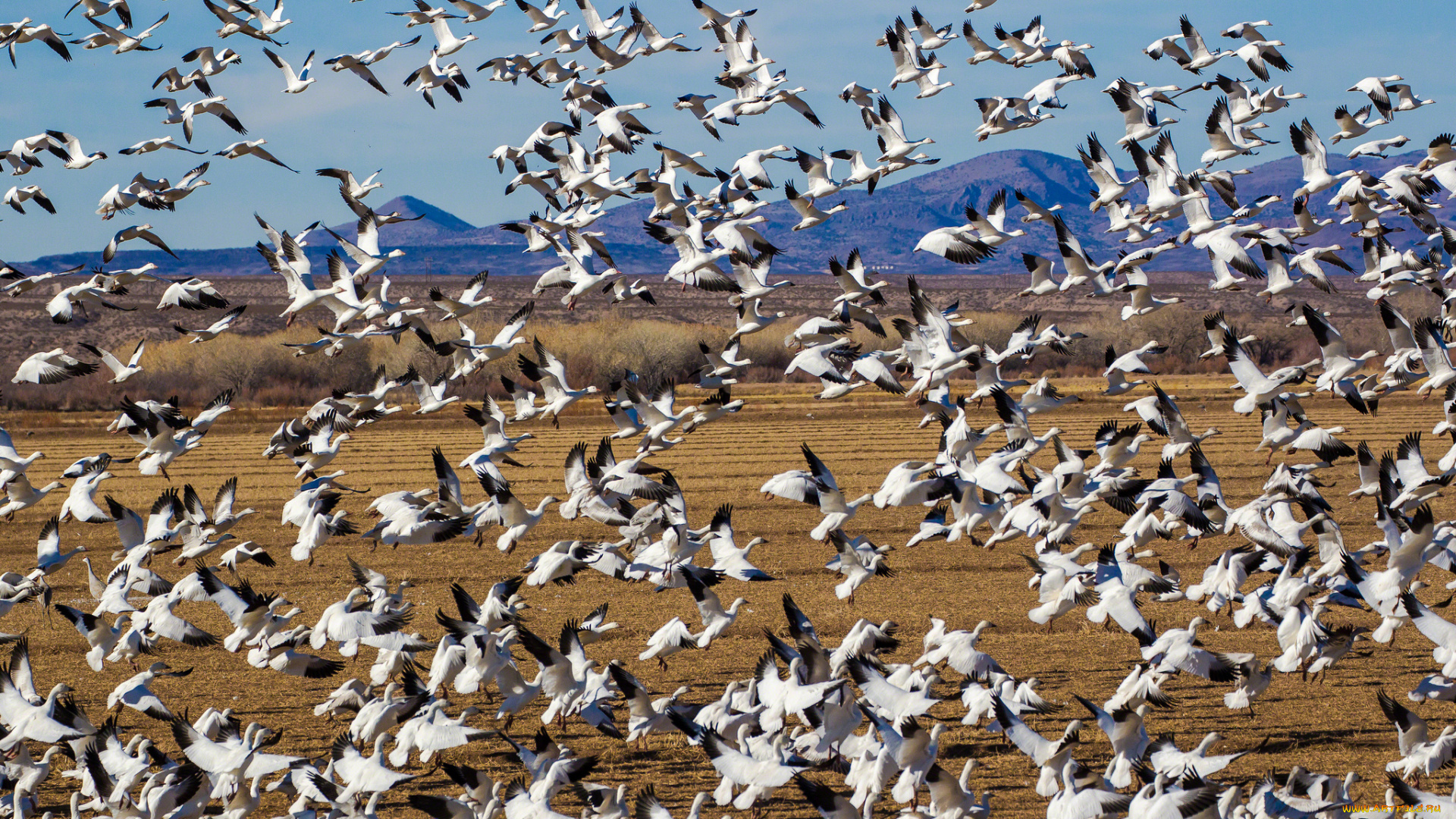 животные, гуси, стая